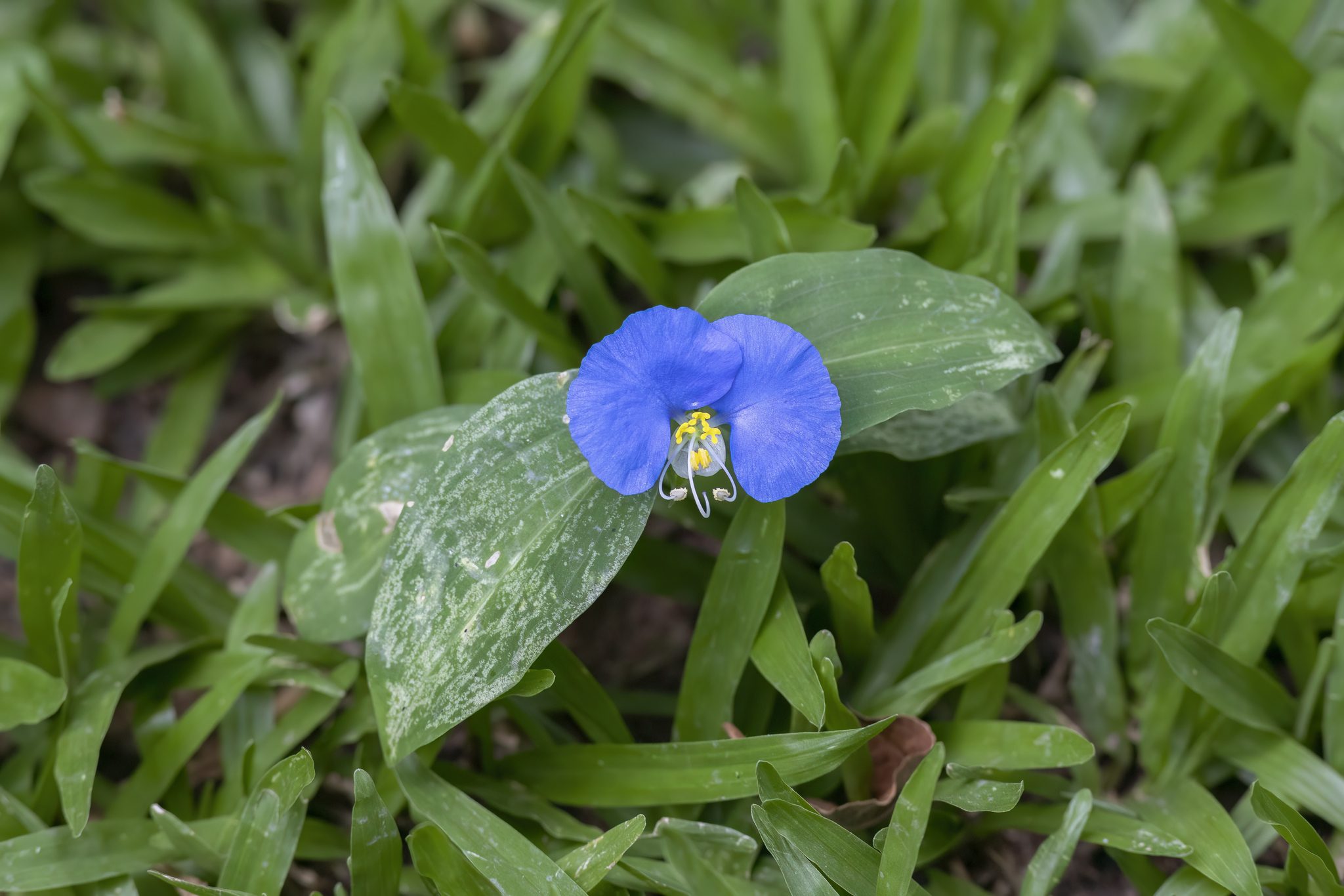 Photo of whitemouth dayflower (4/12)