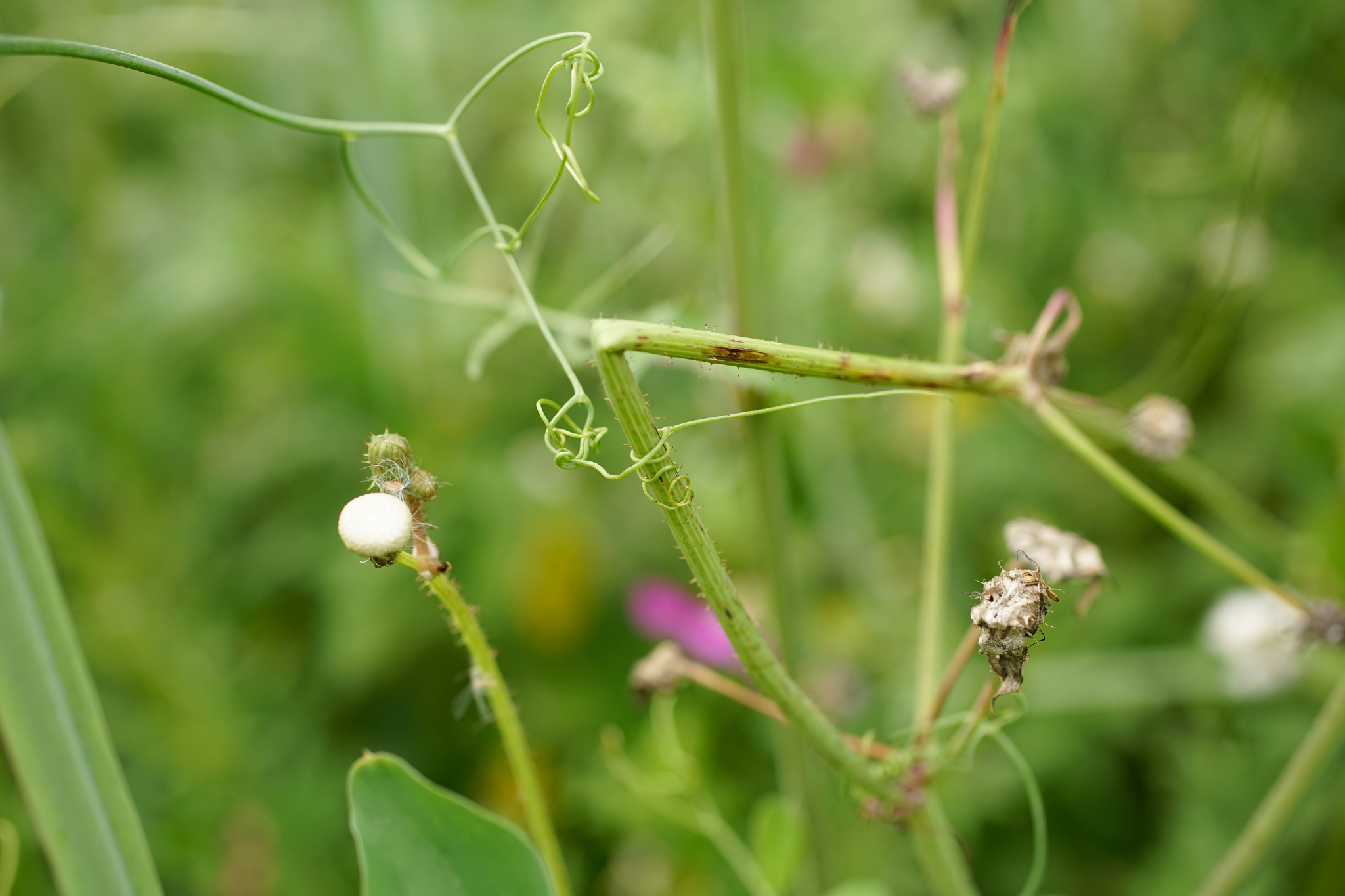 Photo of Tangier Pea (5/11)