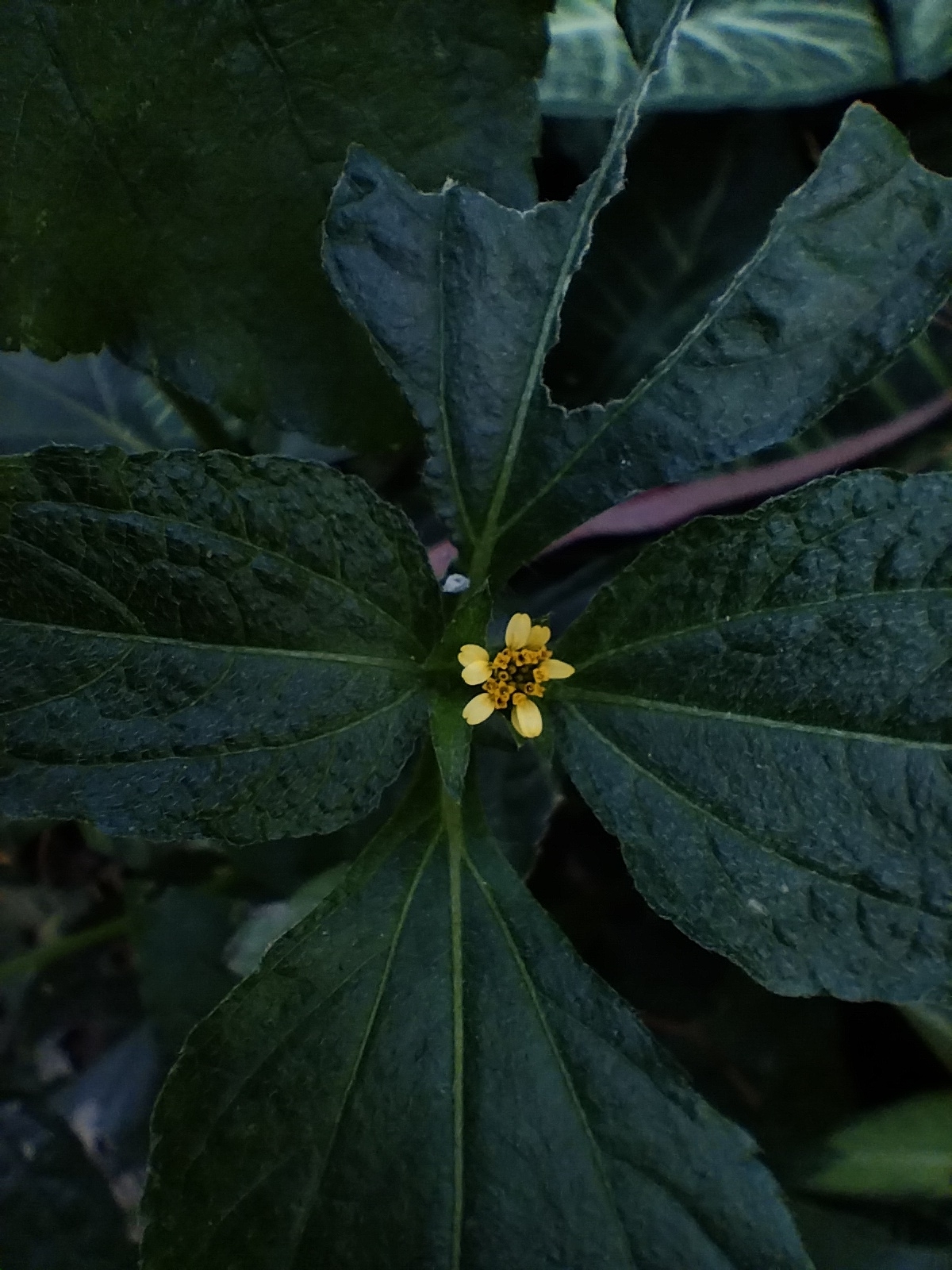 Photo of Synedrella (2/8)