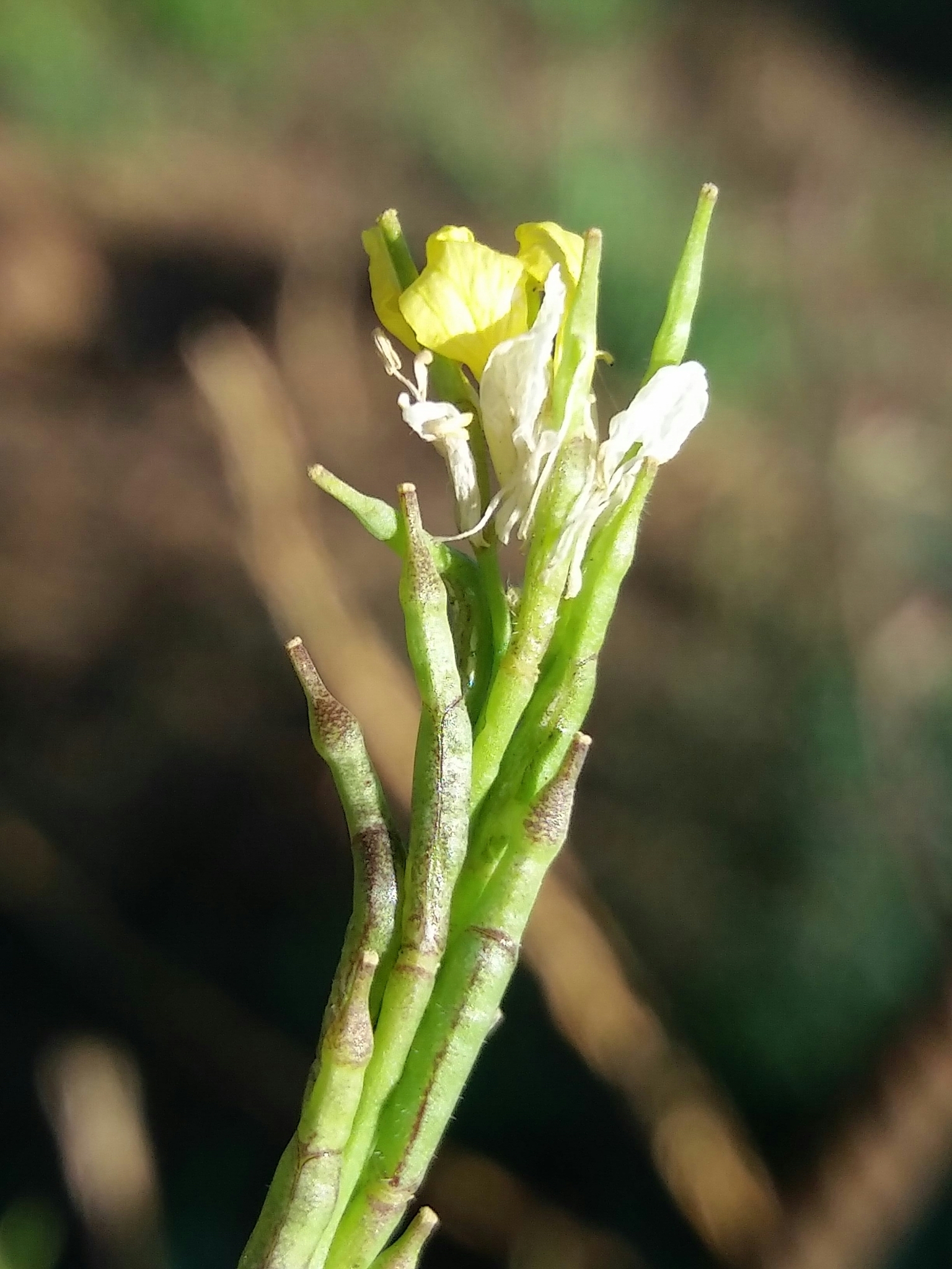 Photo of Shortpod Mustard (6/12)