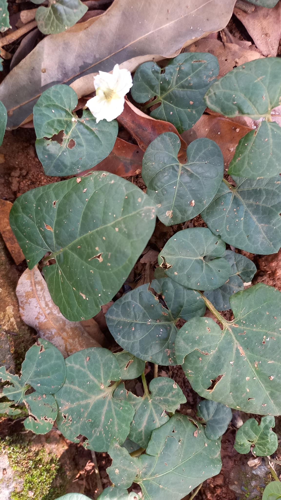 Photo of gingerleaf (9/9)