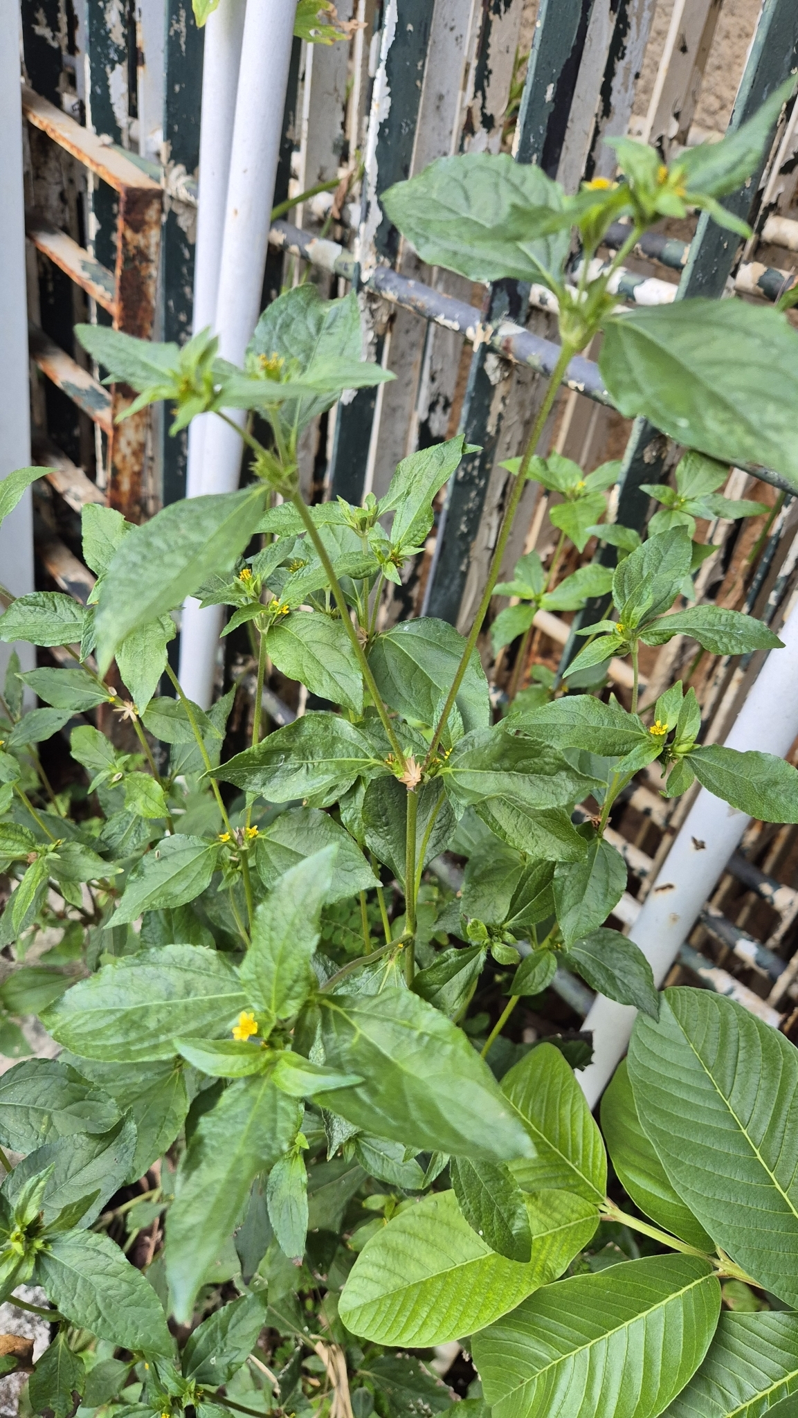 Photo of Nodeweed (9/12)