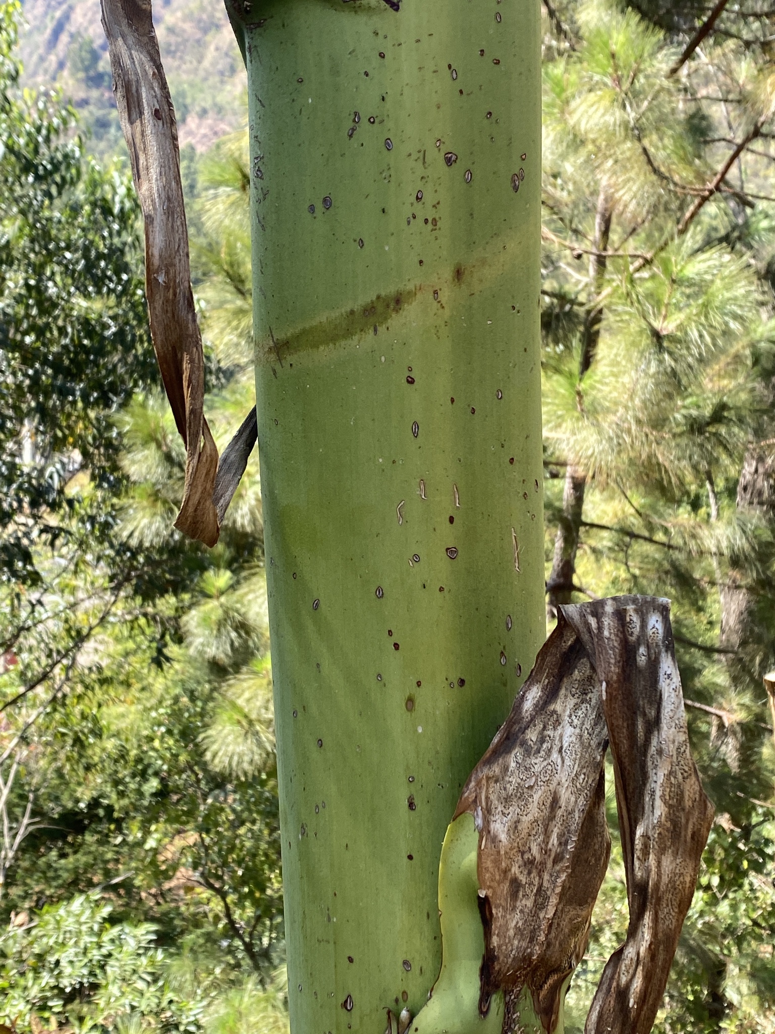 Photo of Mauritius hemp (2/9)