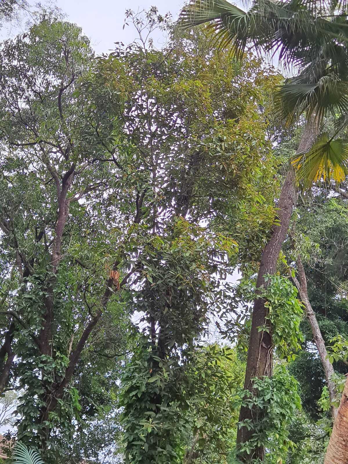 Photo of Nectandra oppositifolia (4/9)