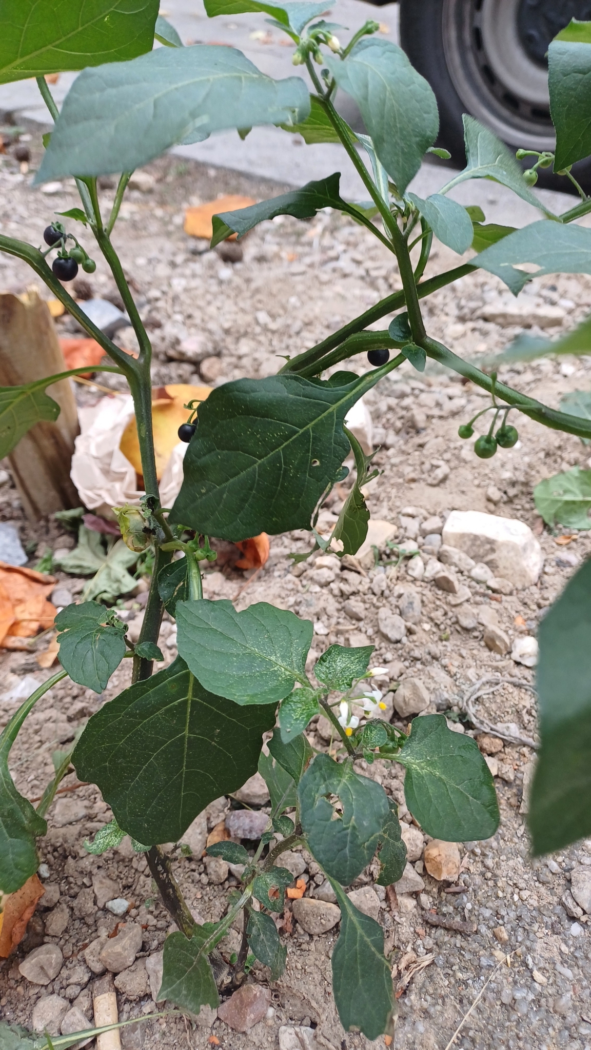 Photo of black nightshade (2/12)