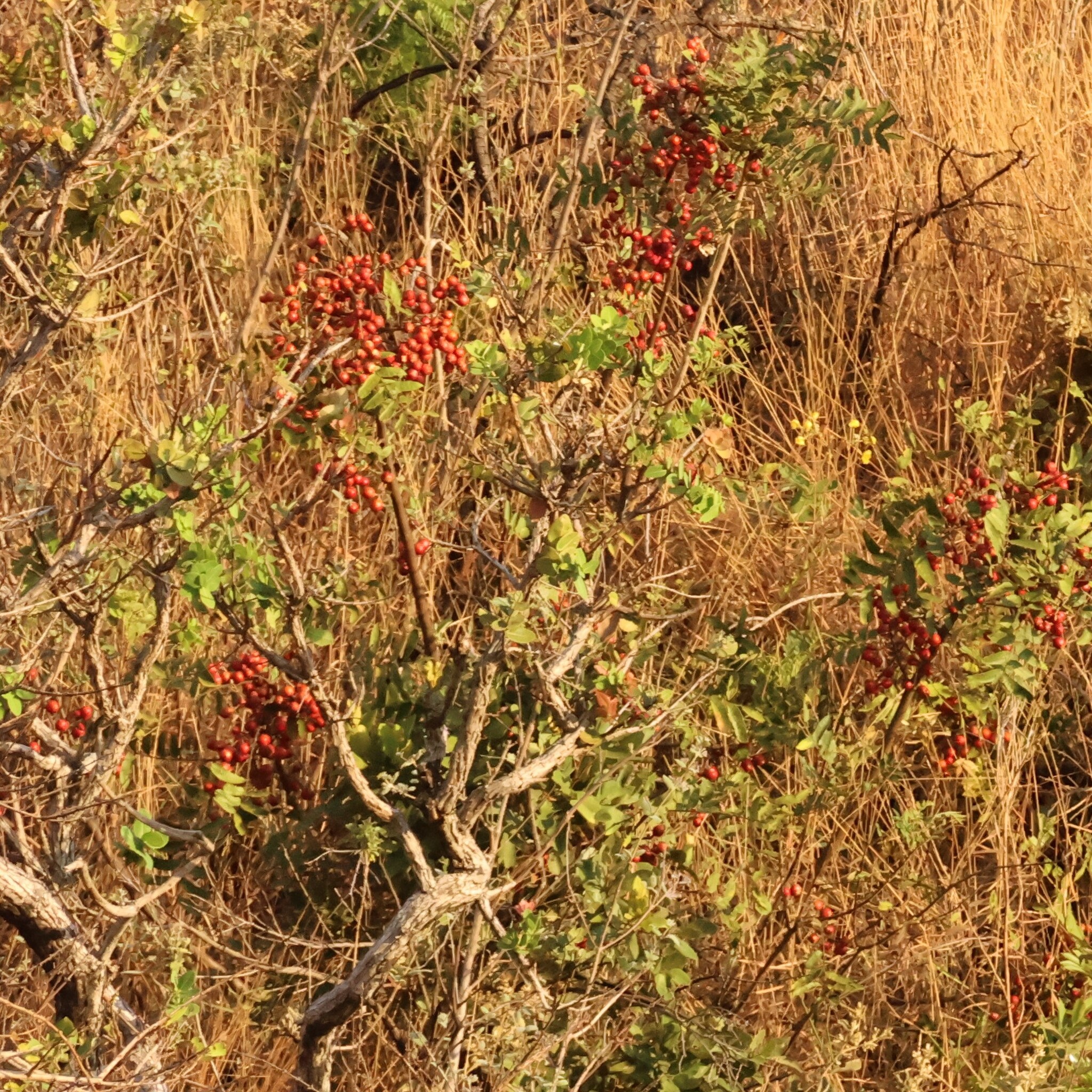Photo of Cabralea canjerana (3/12)