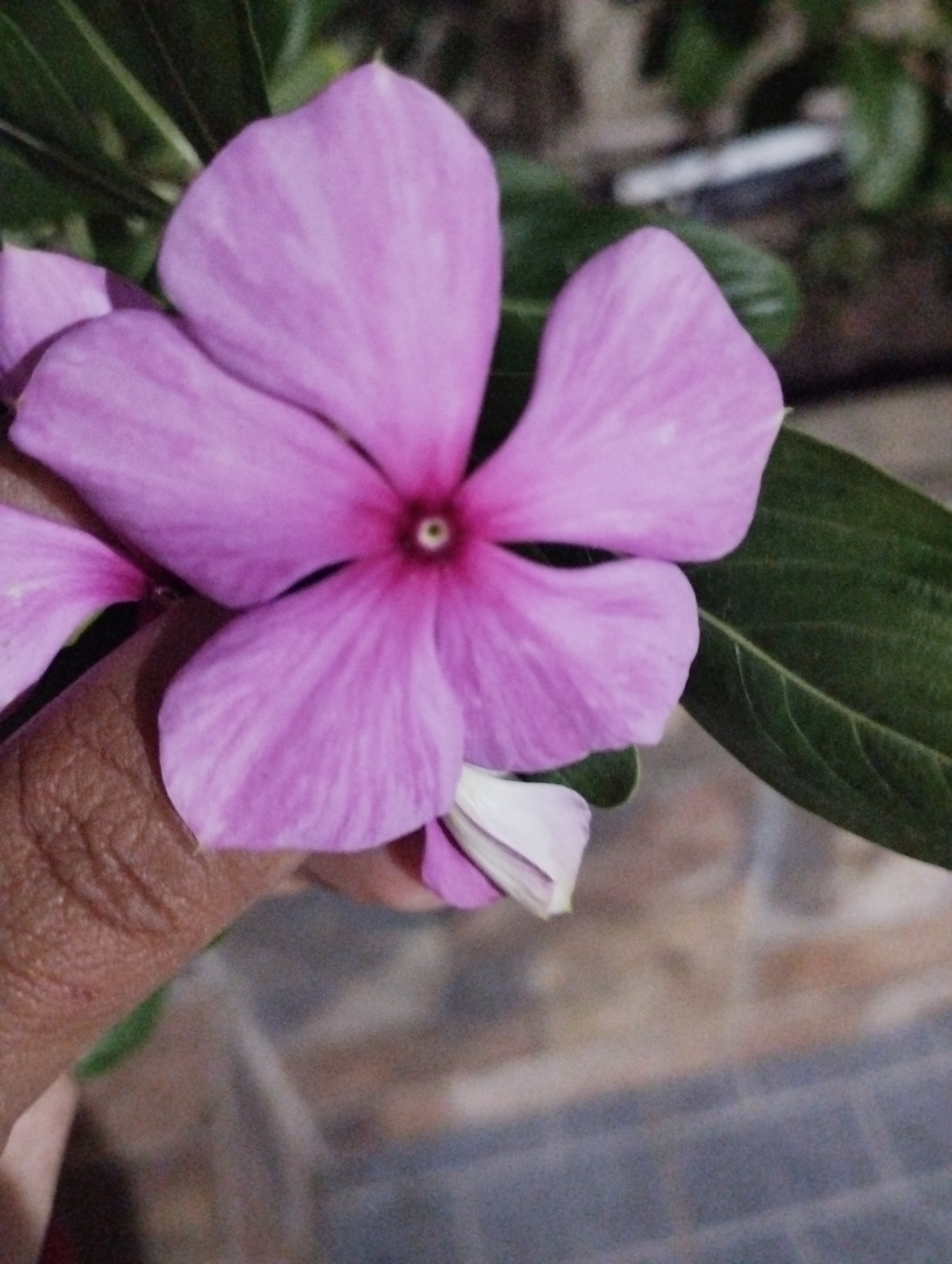 Photo of Madagascar Periwinkle (1/12)