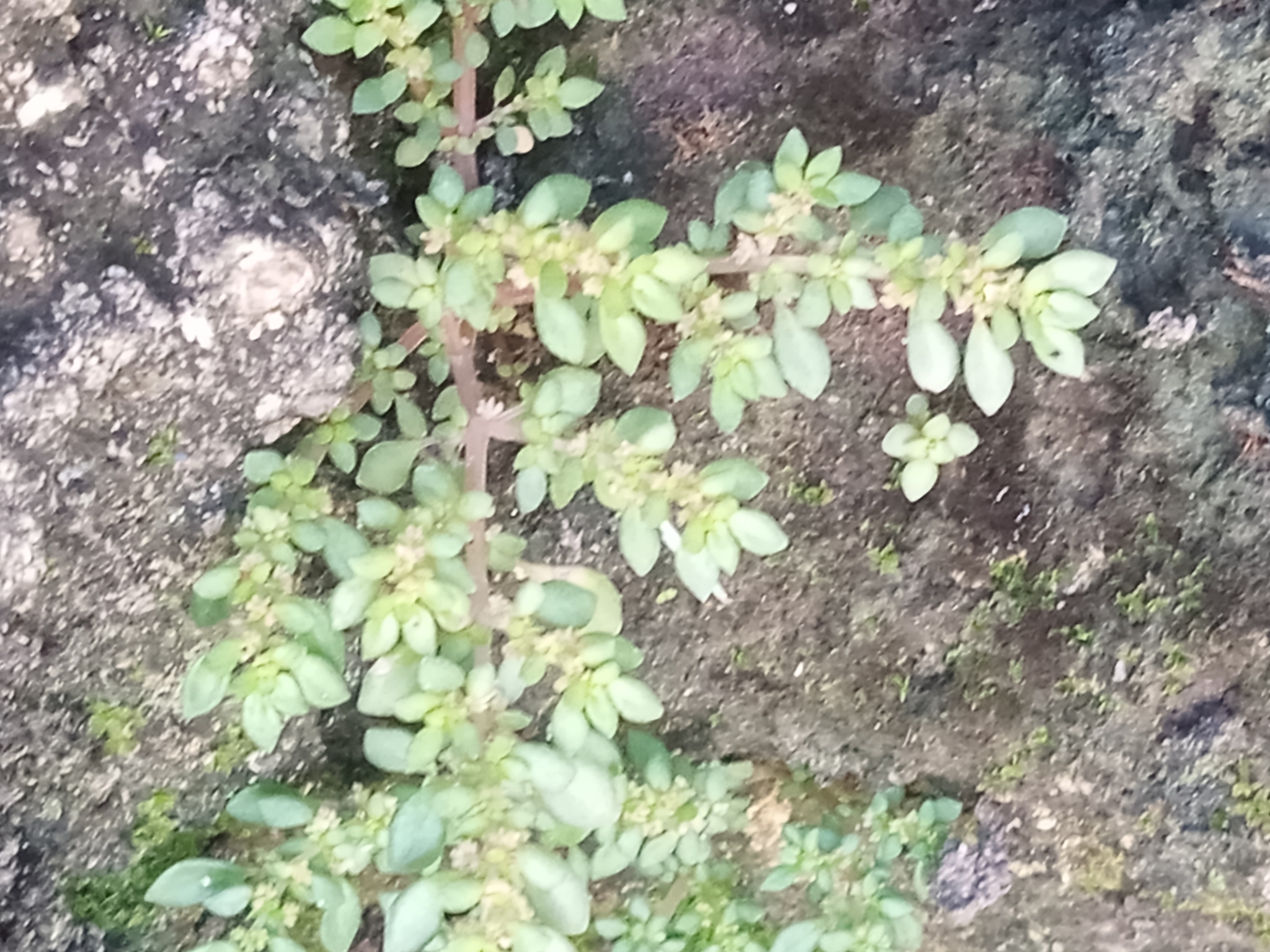 Photo of Artillery Plant (1/9)