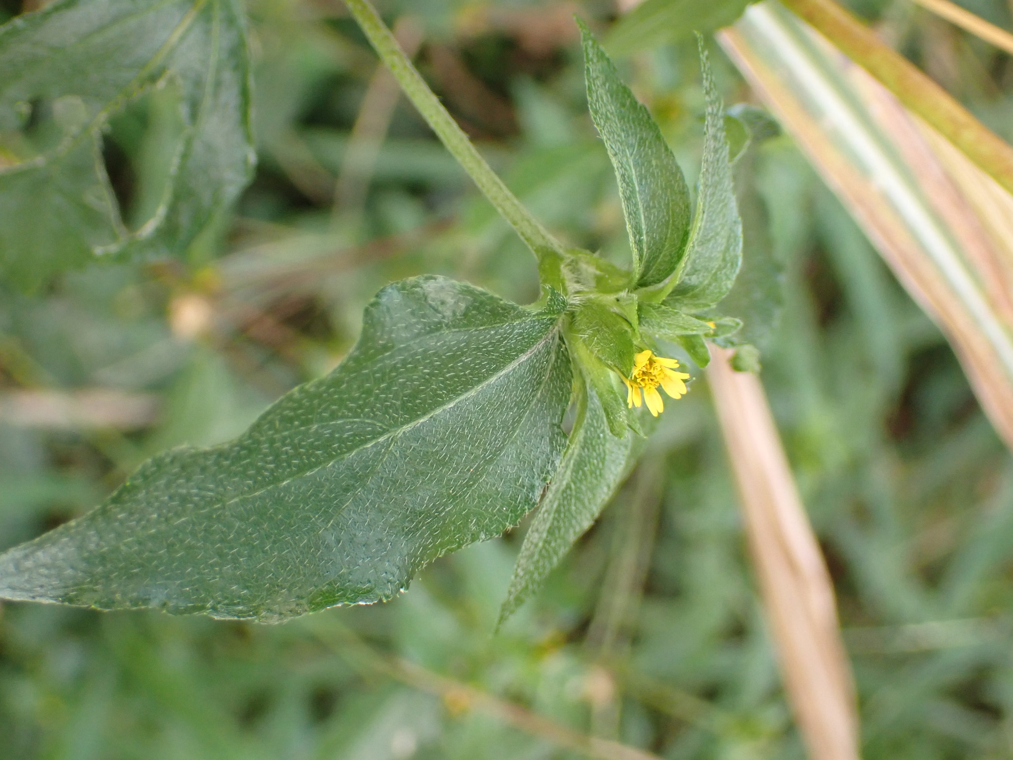 Photo of Nodeweed (6/12)