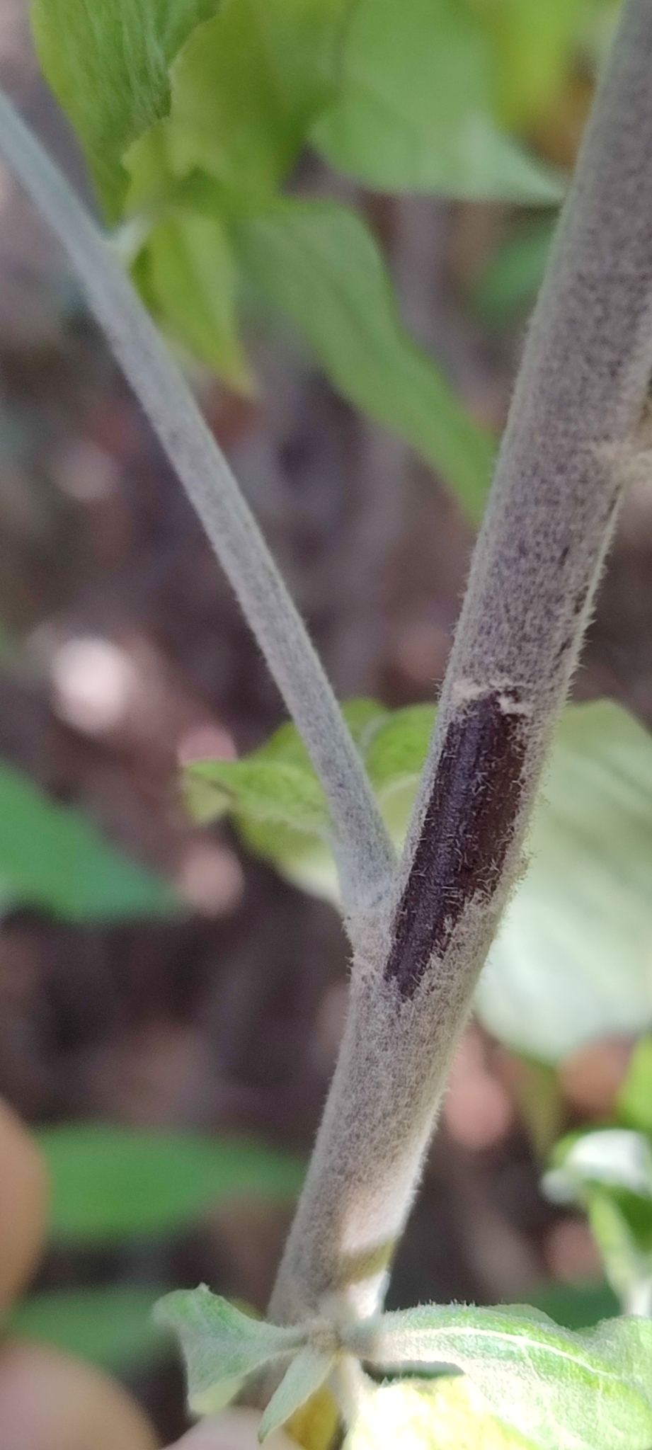 Photo of Lepidaploa chamissonis (2/12)