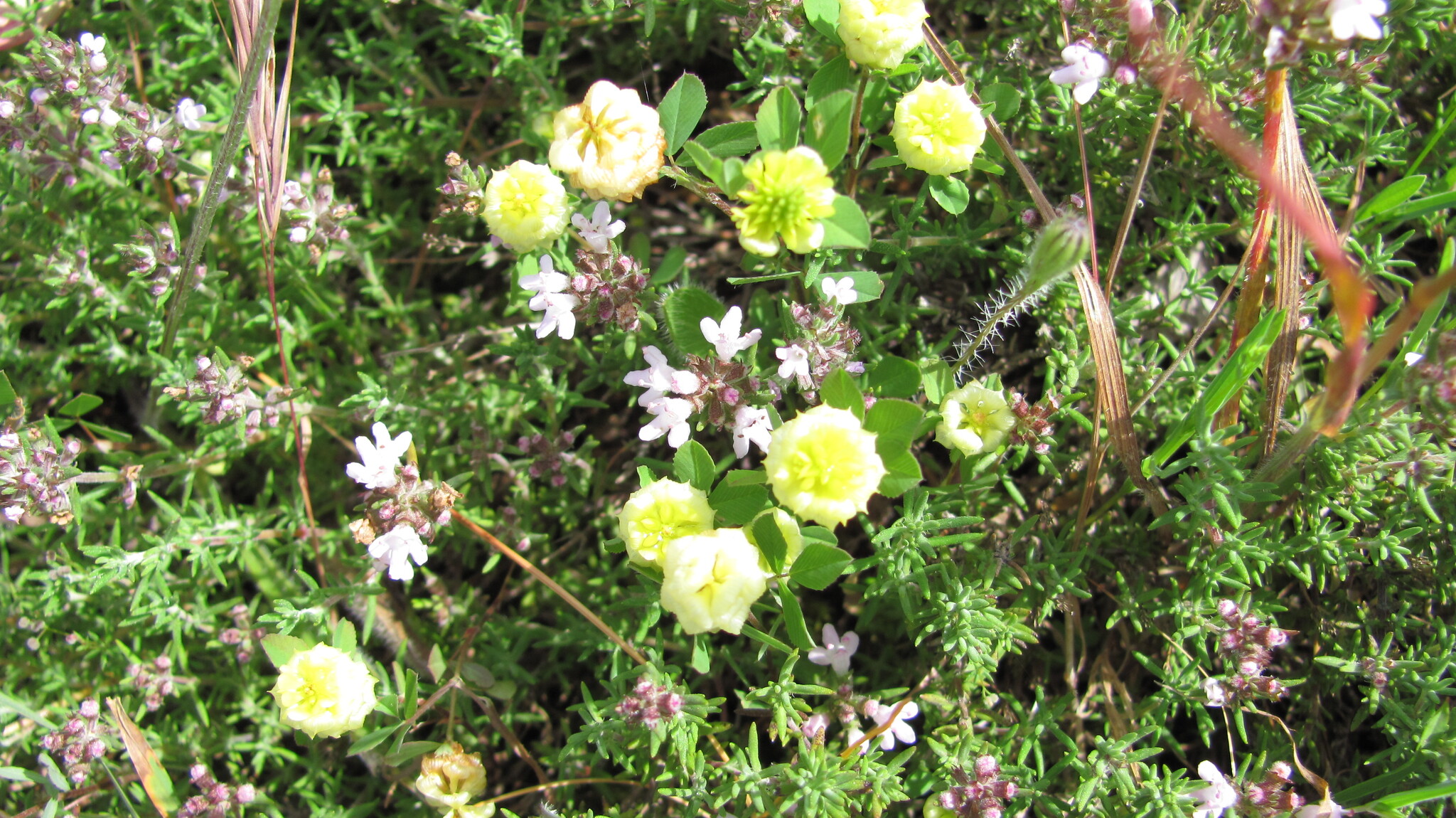 Photo of hop trefoil (5/12)