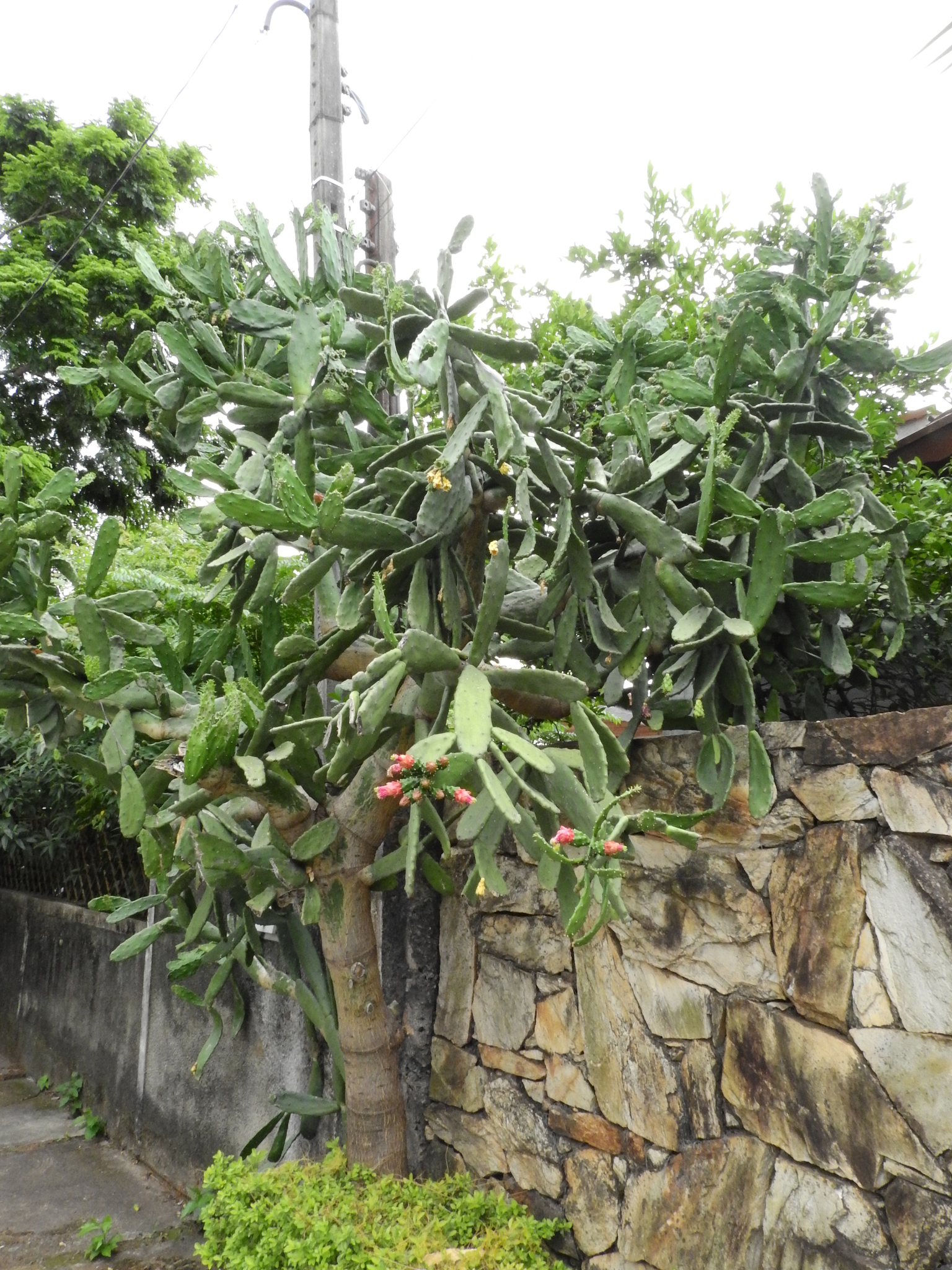 Photo of Cochineal Nopal Cactus (7/12)