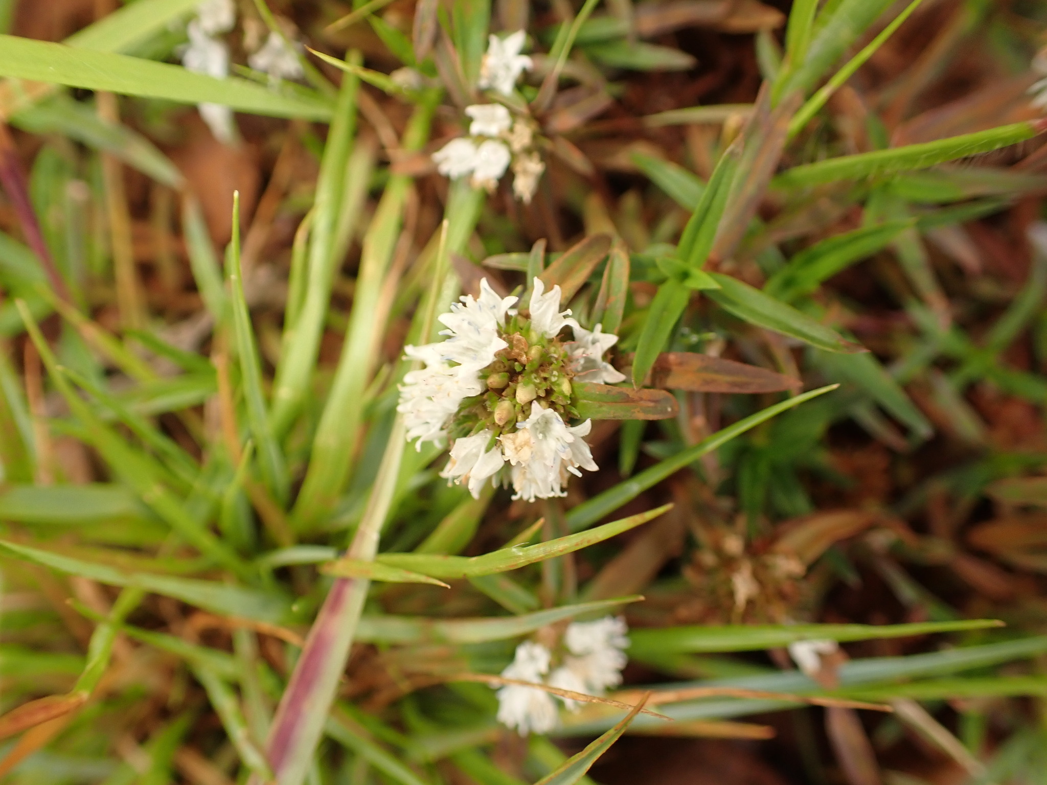 Photo of shrubby false buttonweed (1/12)