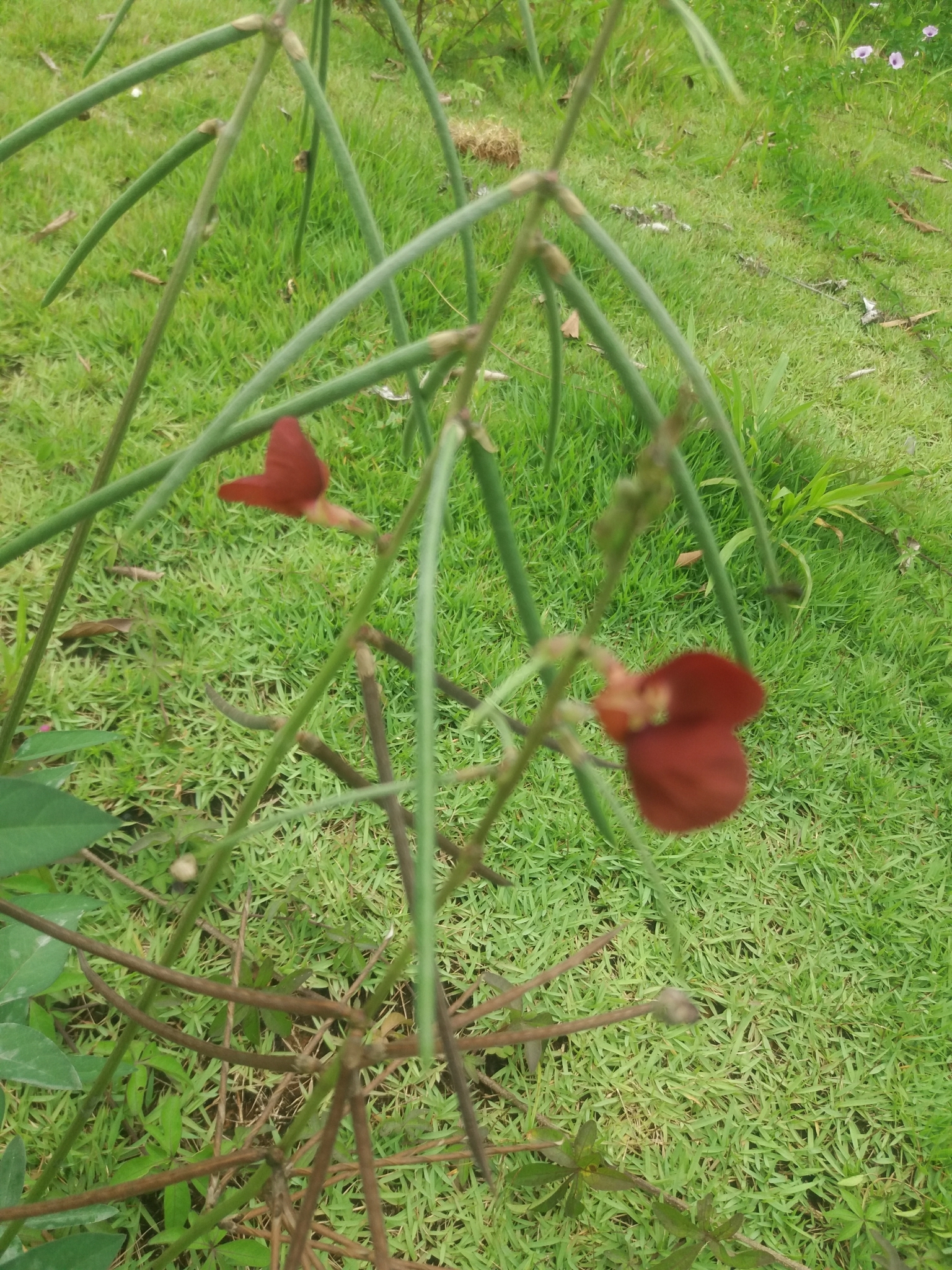 Photo of Phasey Bean (3/6)