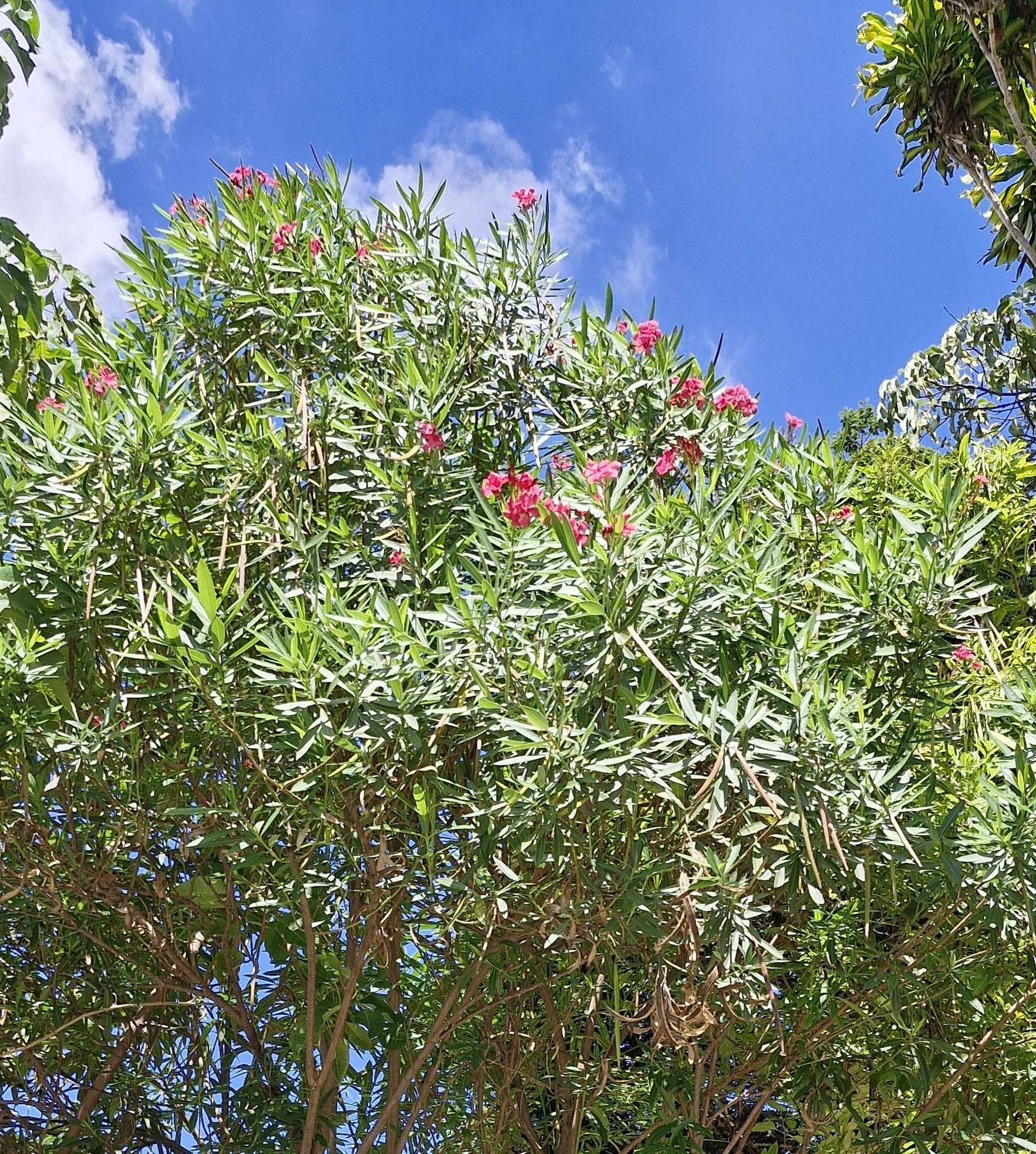 Photo of oleander (2/10)