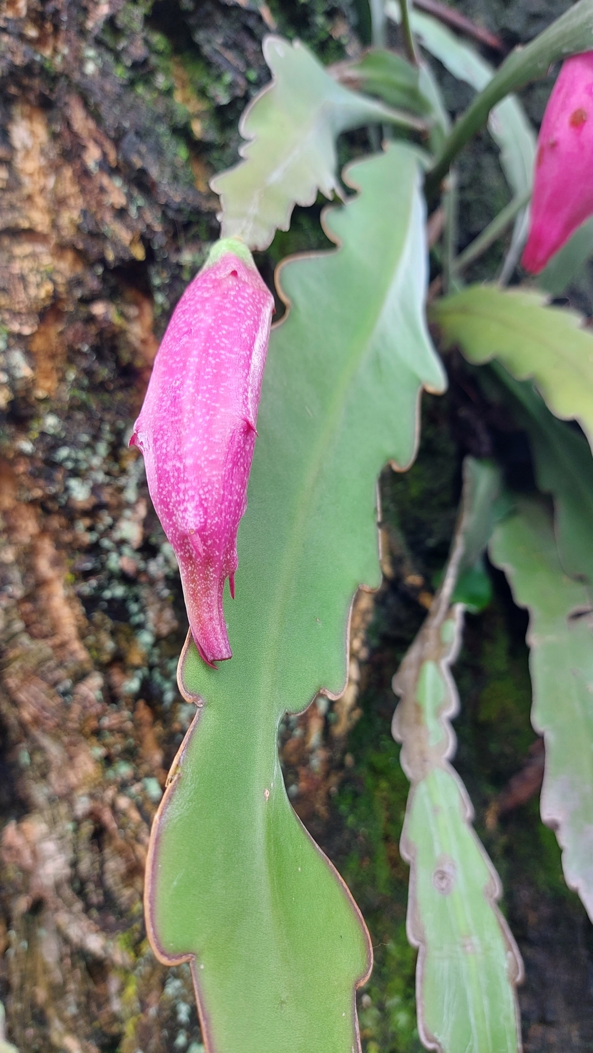 Photo of Epiphyllum phyllanthus (5/12)