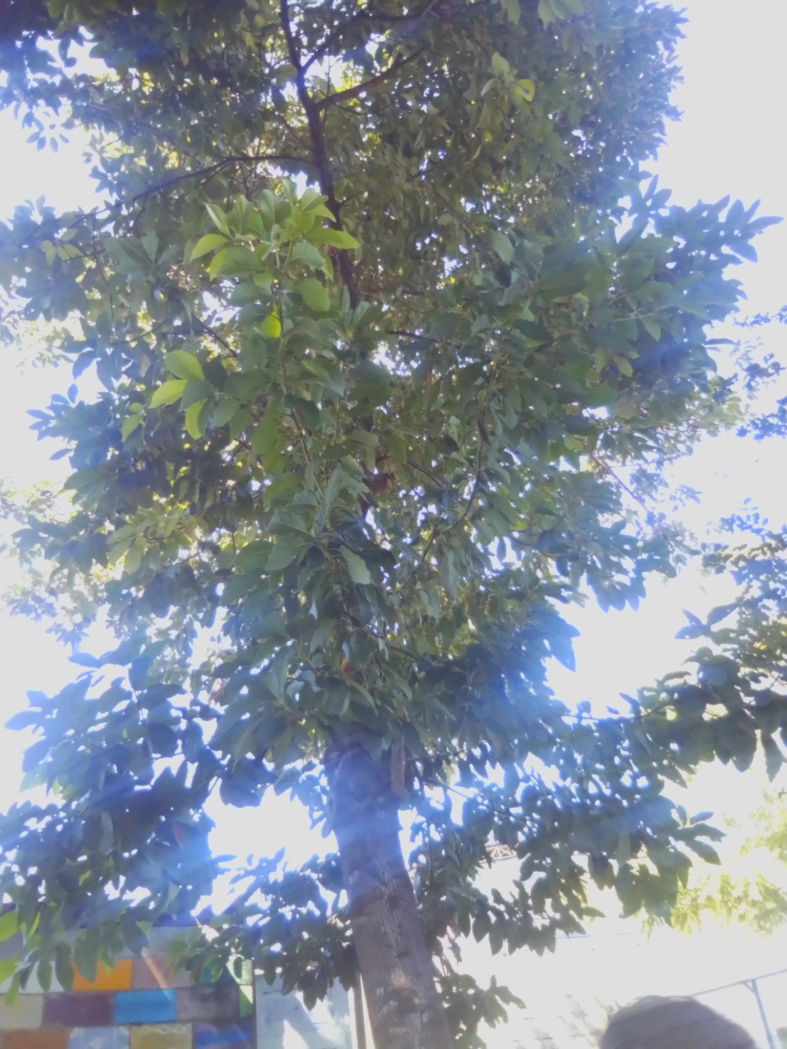 Photo of Avocado (2/7)