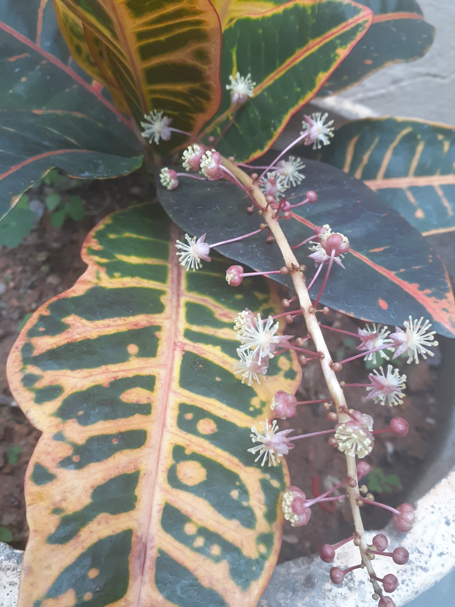 Photo of Variegated Croton (3/10)