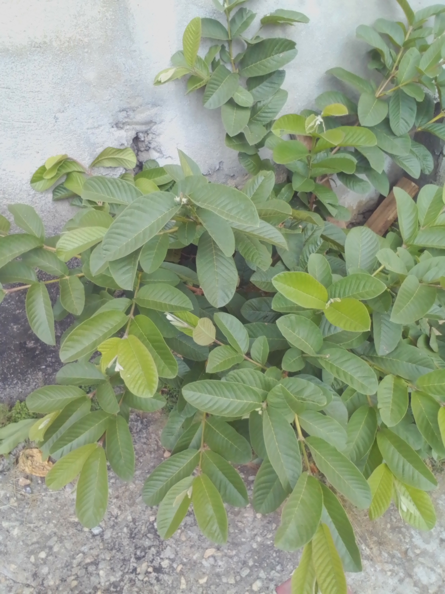 Photo of Brazilian Guava (7/10)