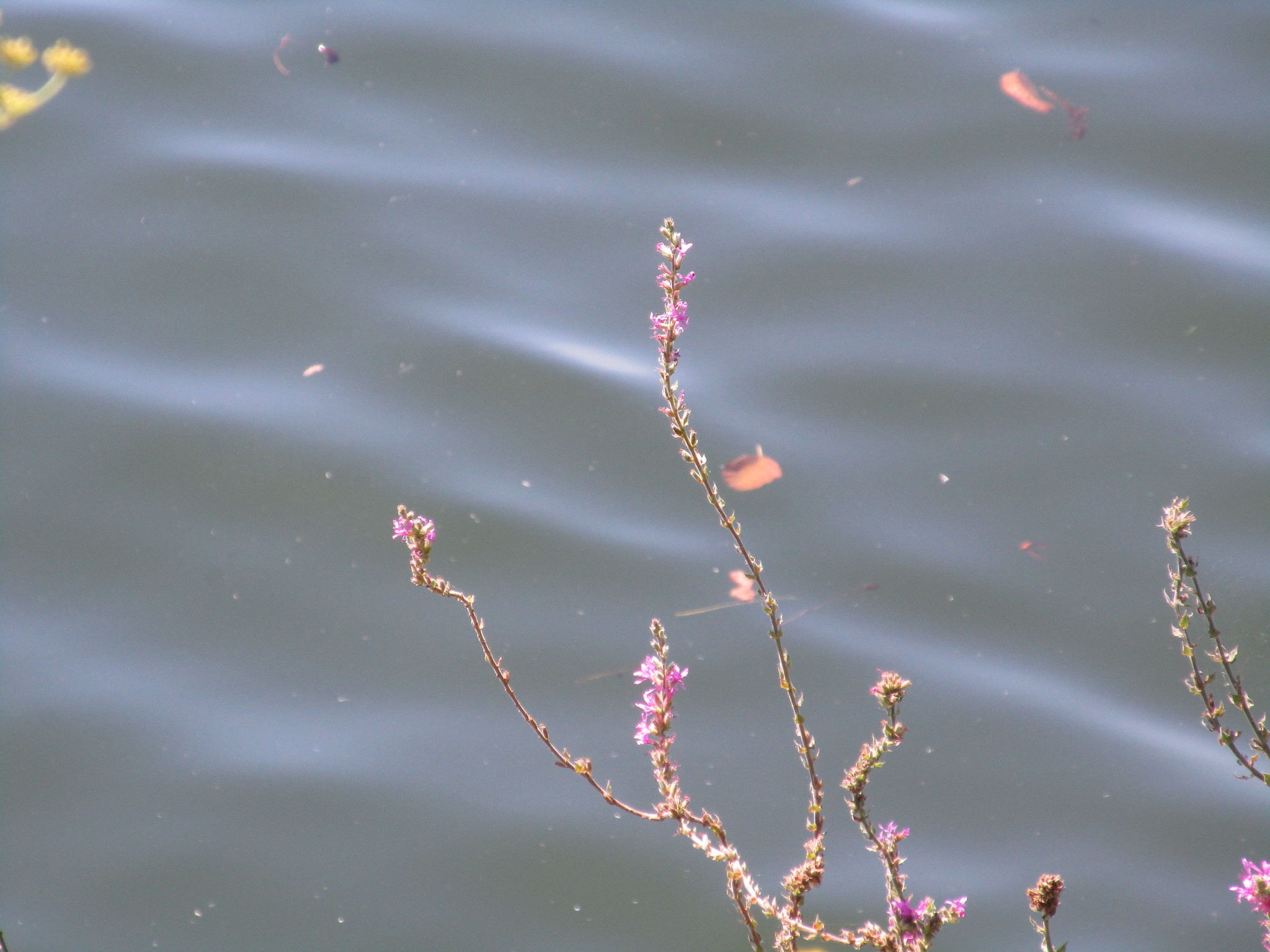 Photo of purple loosestrife (8/12)