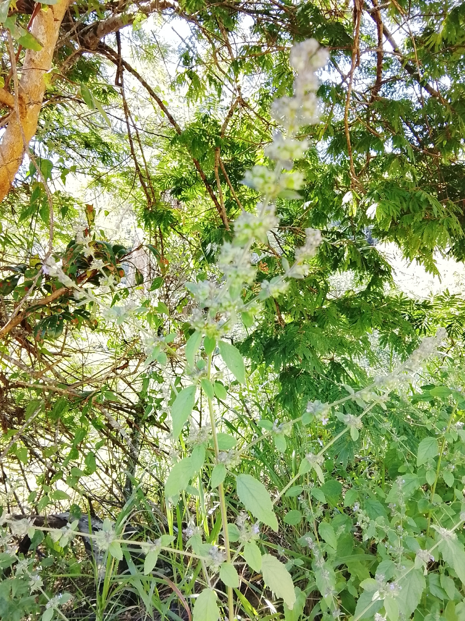 Photo of African Basil (4/6)