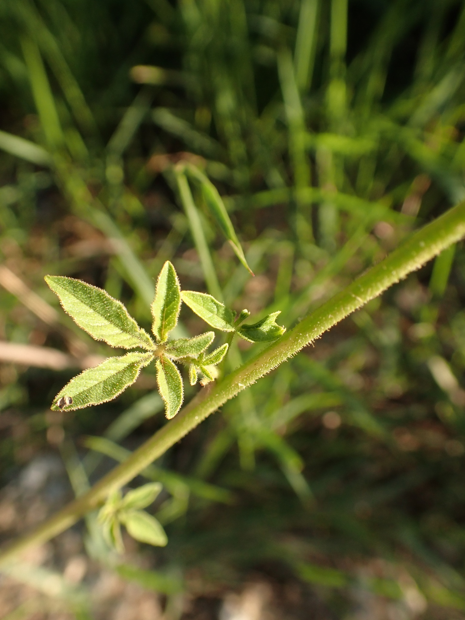 Photo of Spider flower (2/8)