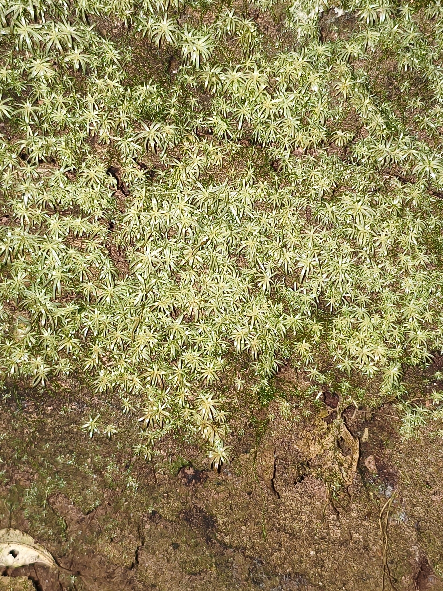 Photo of Dicranales (3/7)