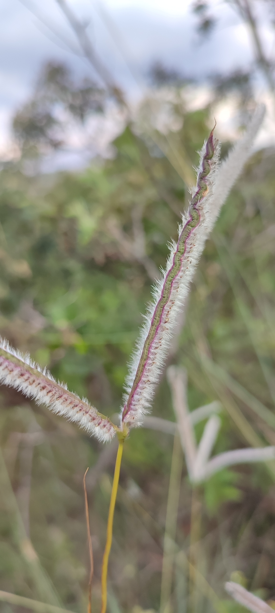 Photo of Paspalum eucomum (12/12)