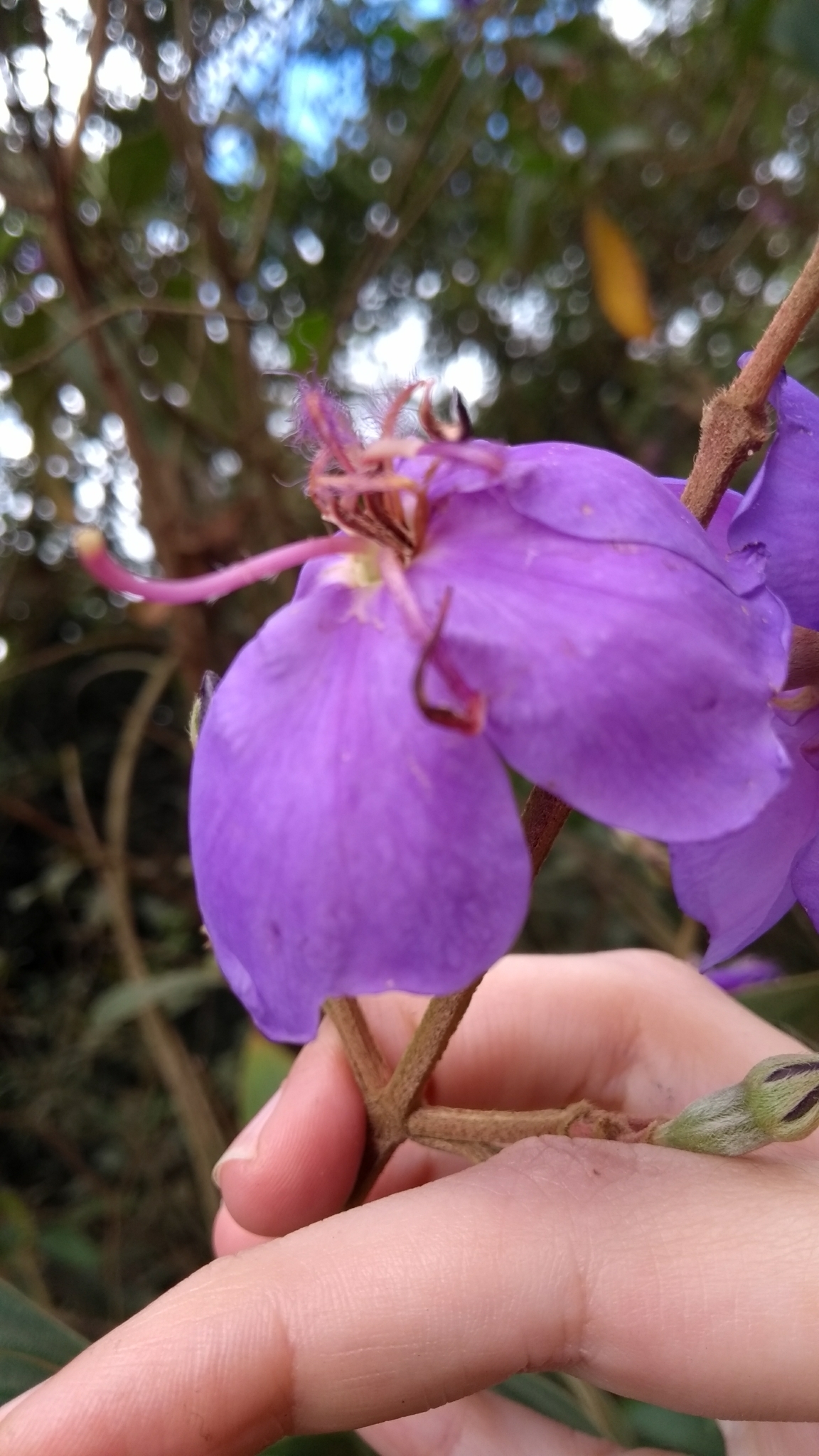 Photo of Glory Bush Tree (12/12)