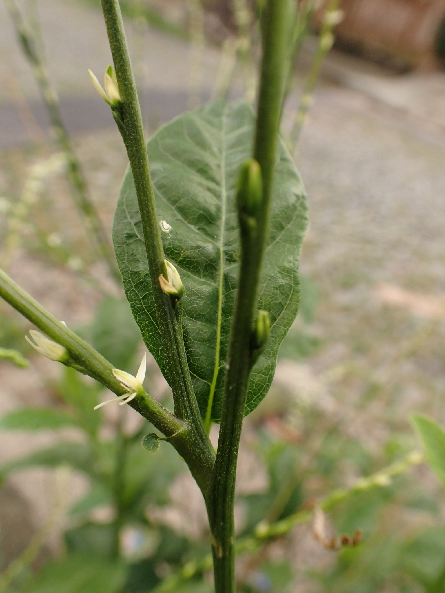 Photo of Guinea Hen Weed (6/7)