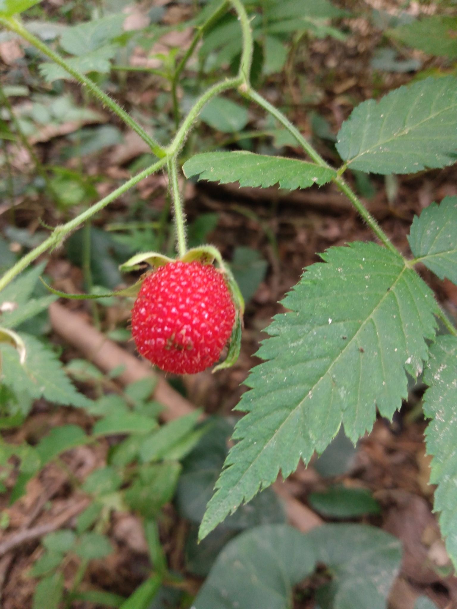 Photo of roseleaf bramble (6/10)