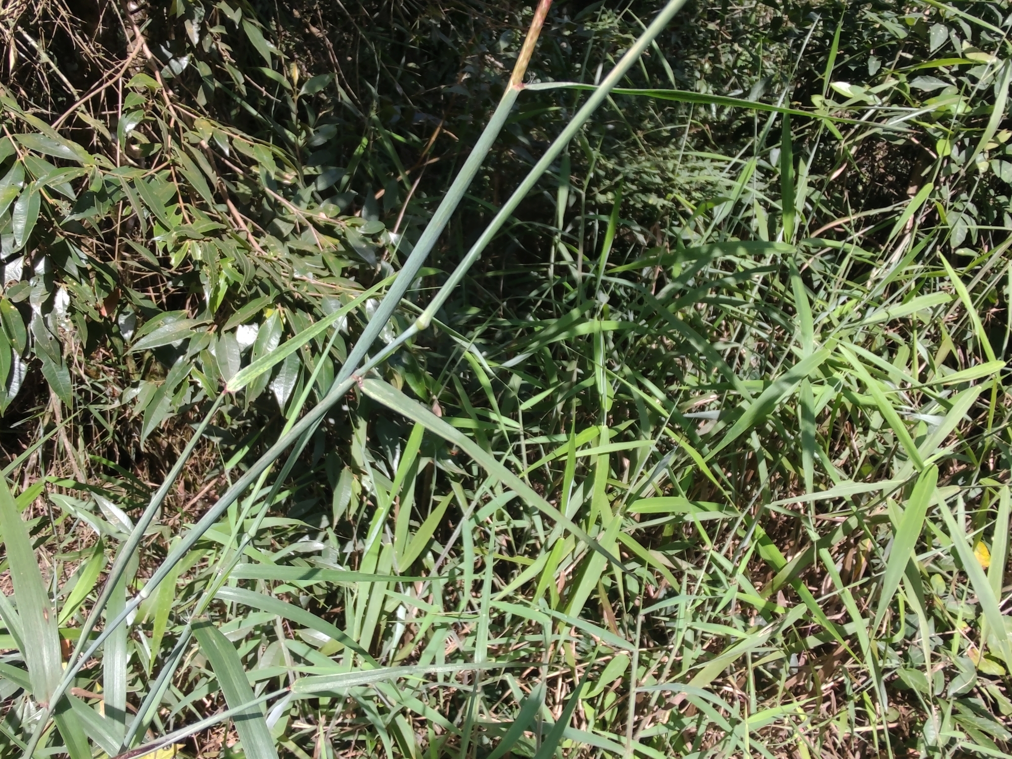 Photo of feathery pennisetum (3/7)