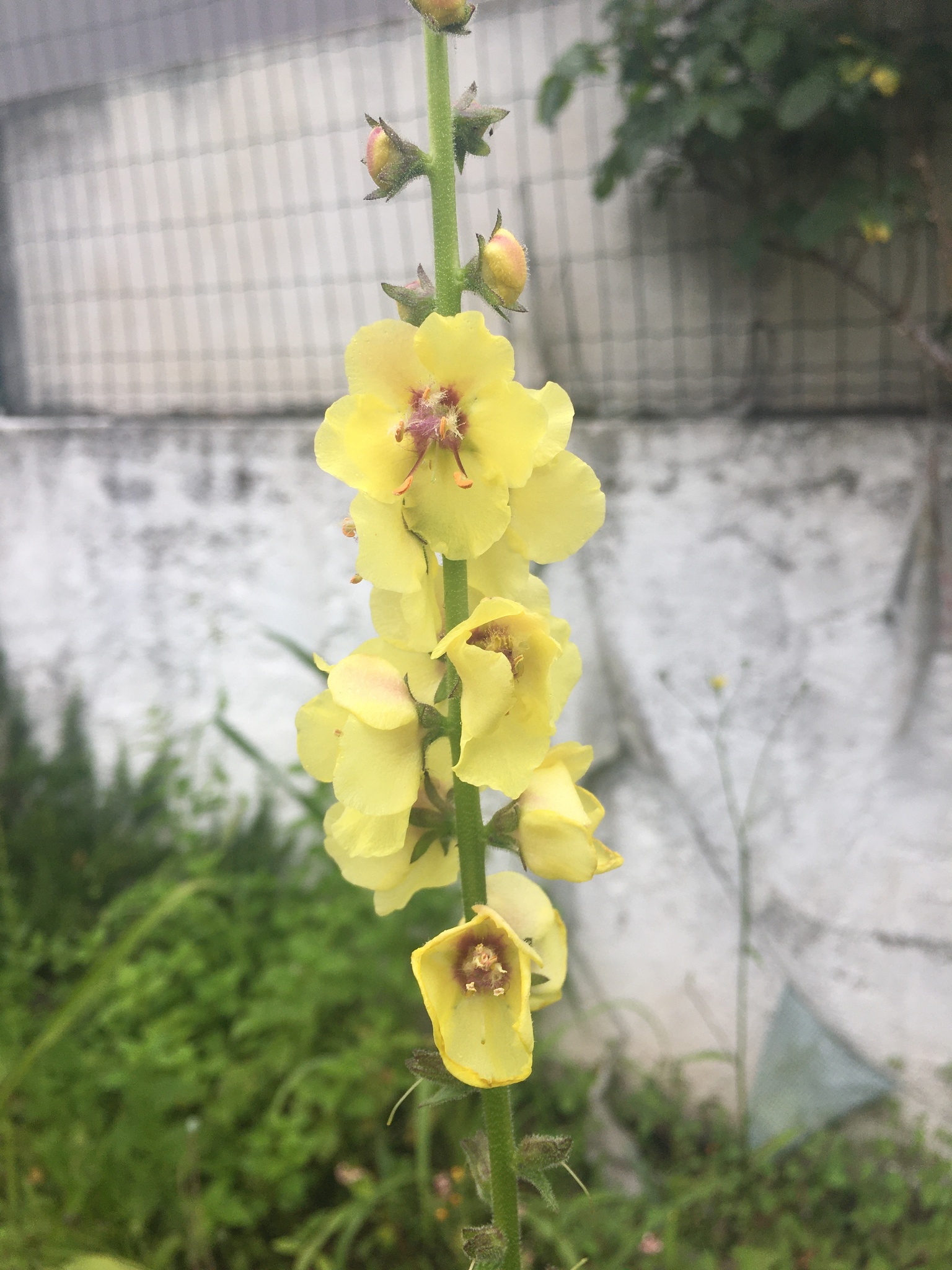 Photo of Wand Mullein (4/8)