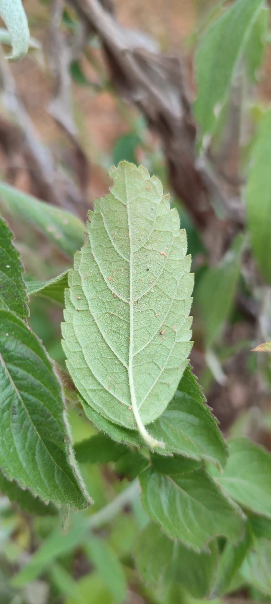 Photo of Oocephalus oppositiflorus (4/16)