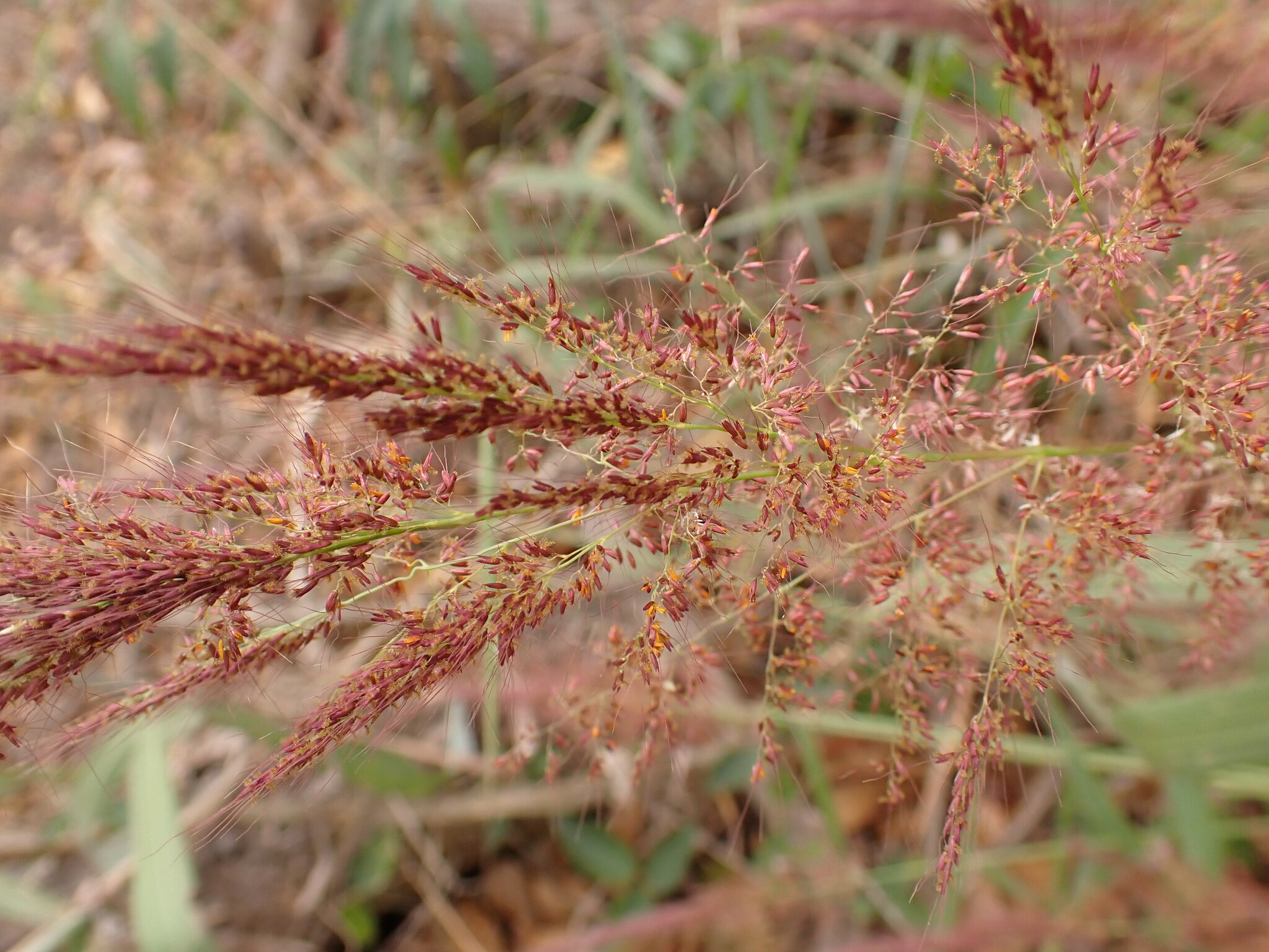 Photo of Molasses Grass (9/11)