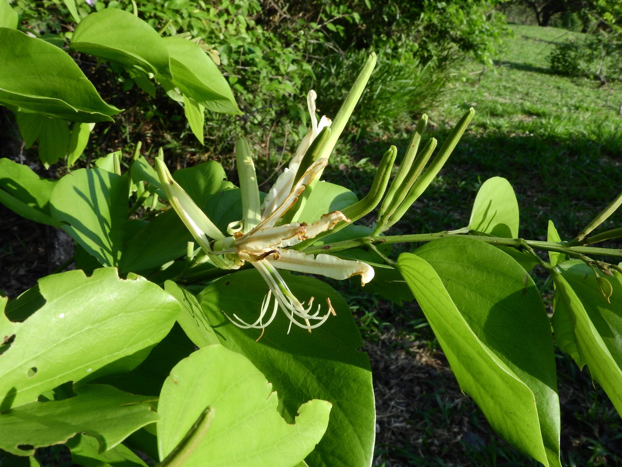 Photo of Brazilian orchid tree (3/12)
