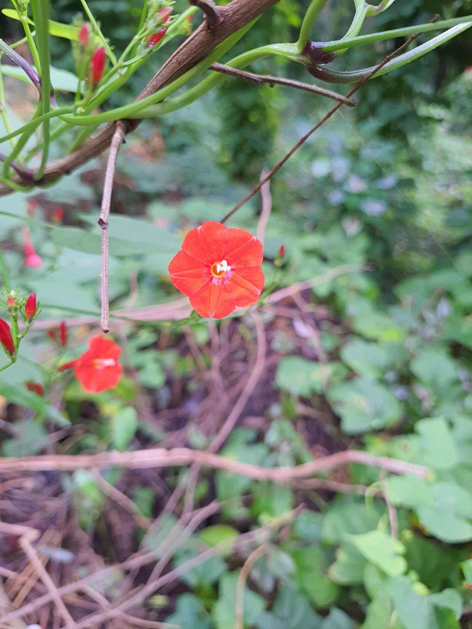 Photo of scarlet creeper (10/11)