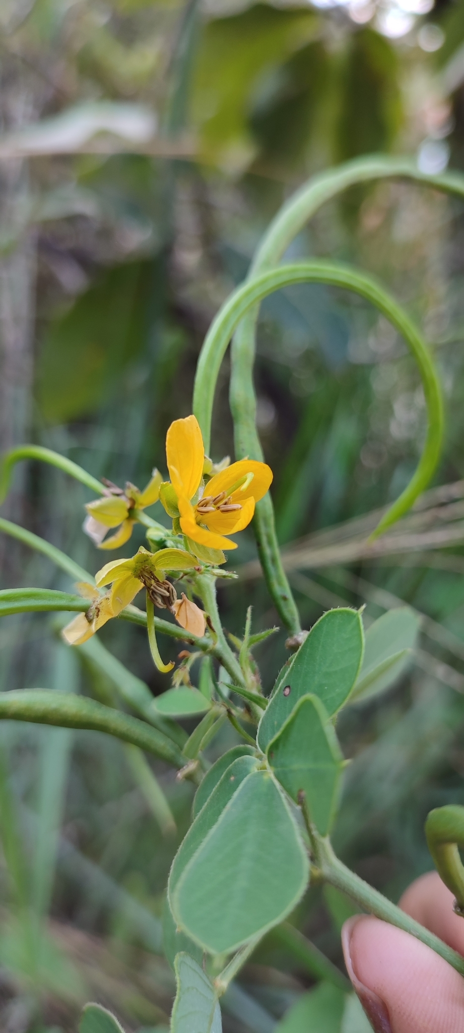 Photo of American Sicklepod (9/12)