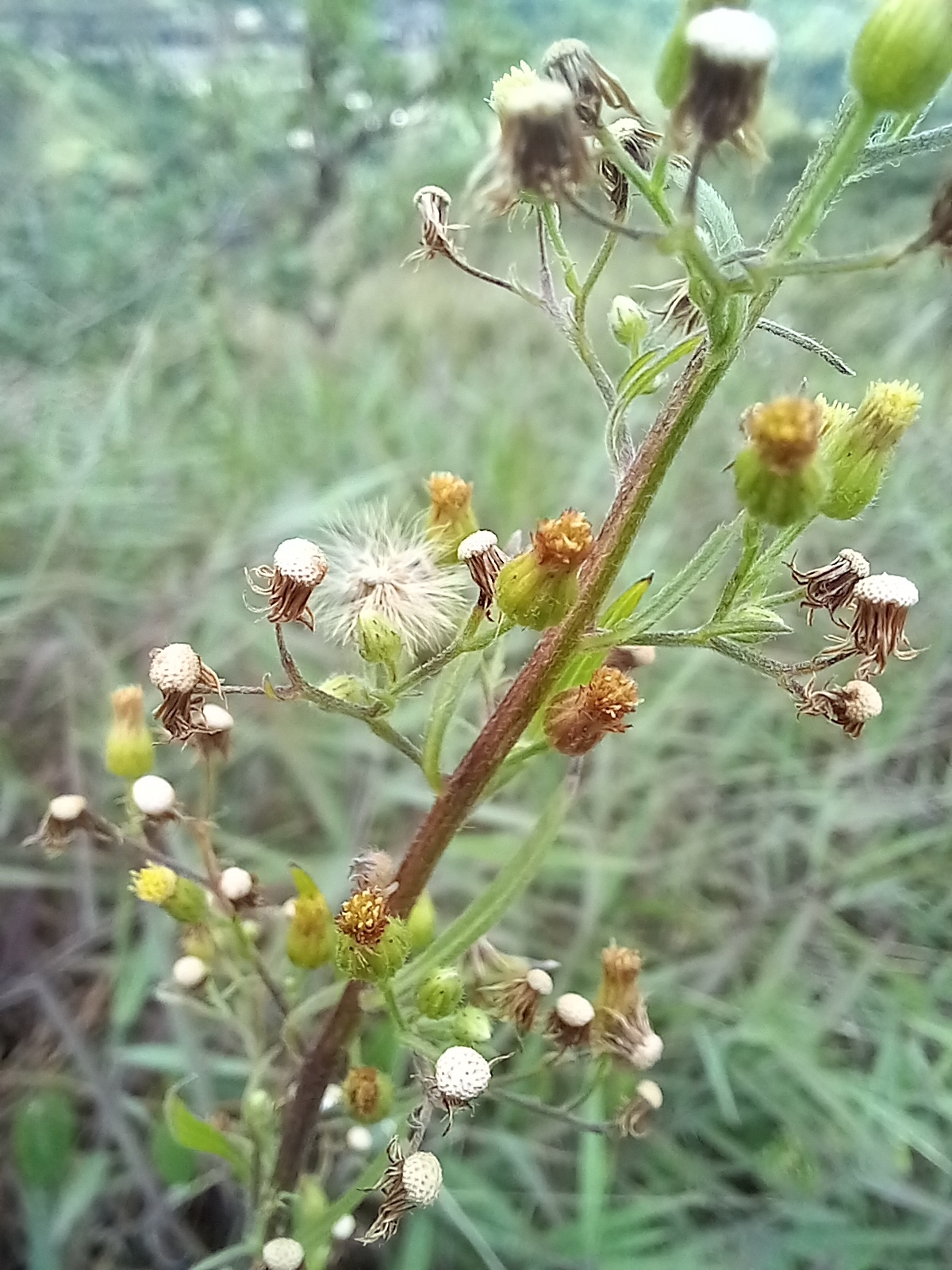 Photo of tropical horseweed (2/7)