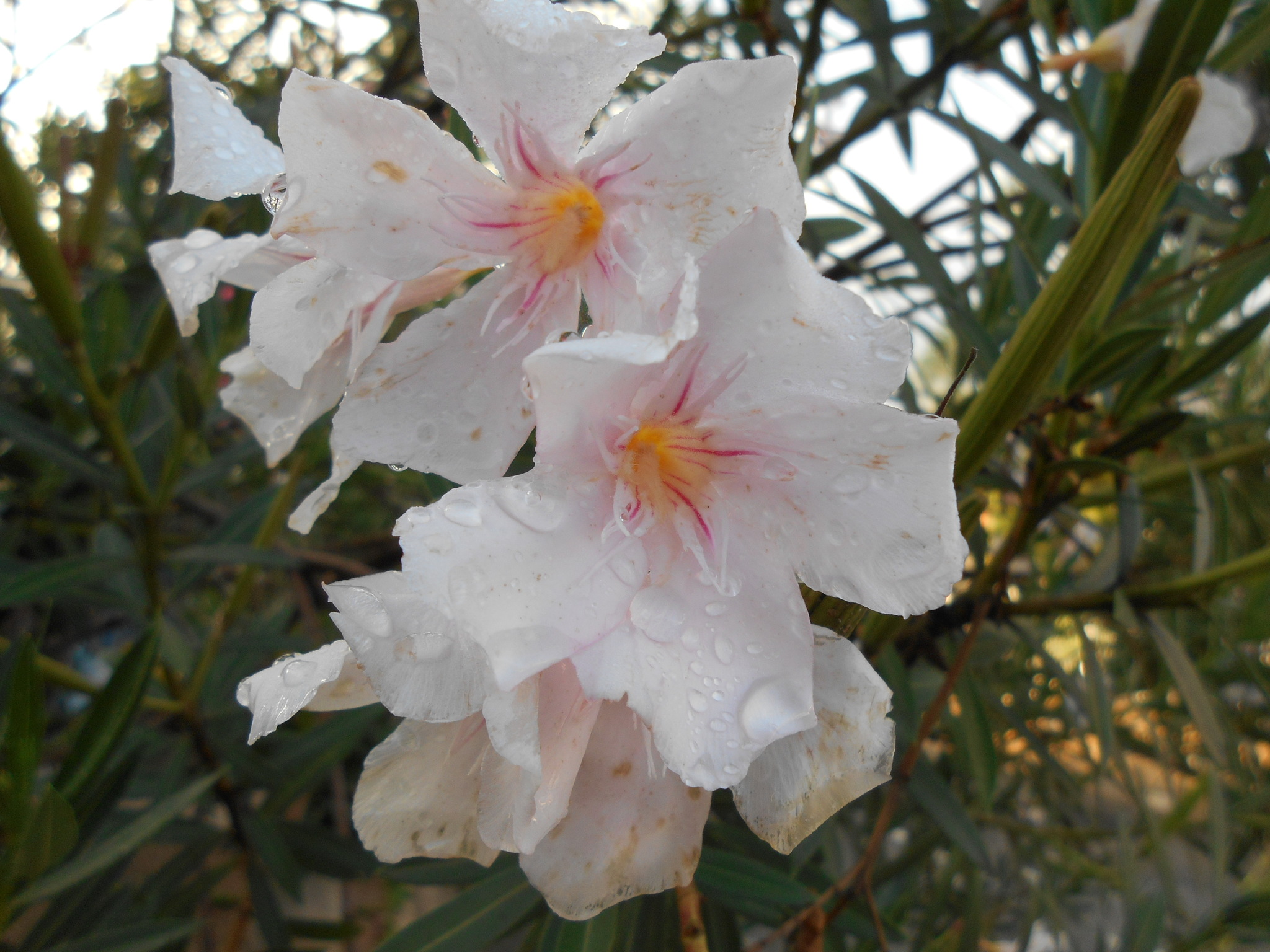 Photo of oleander (8/10)