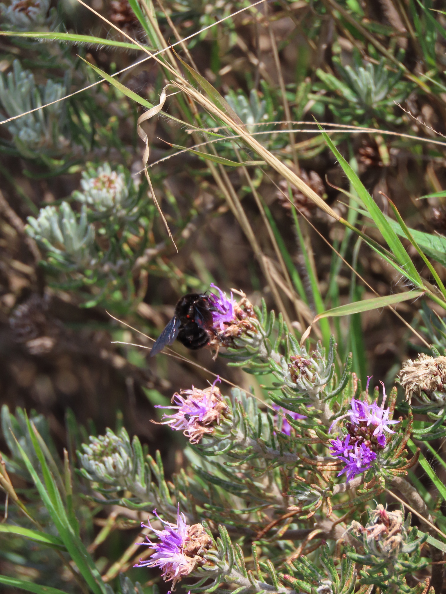 Photo of Lychnophora pinaster (11/12)