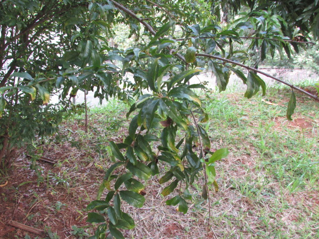 Photo of pomegranate (5/6)