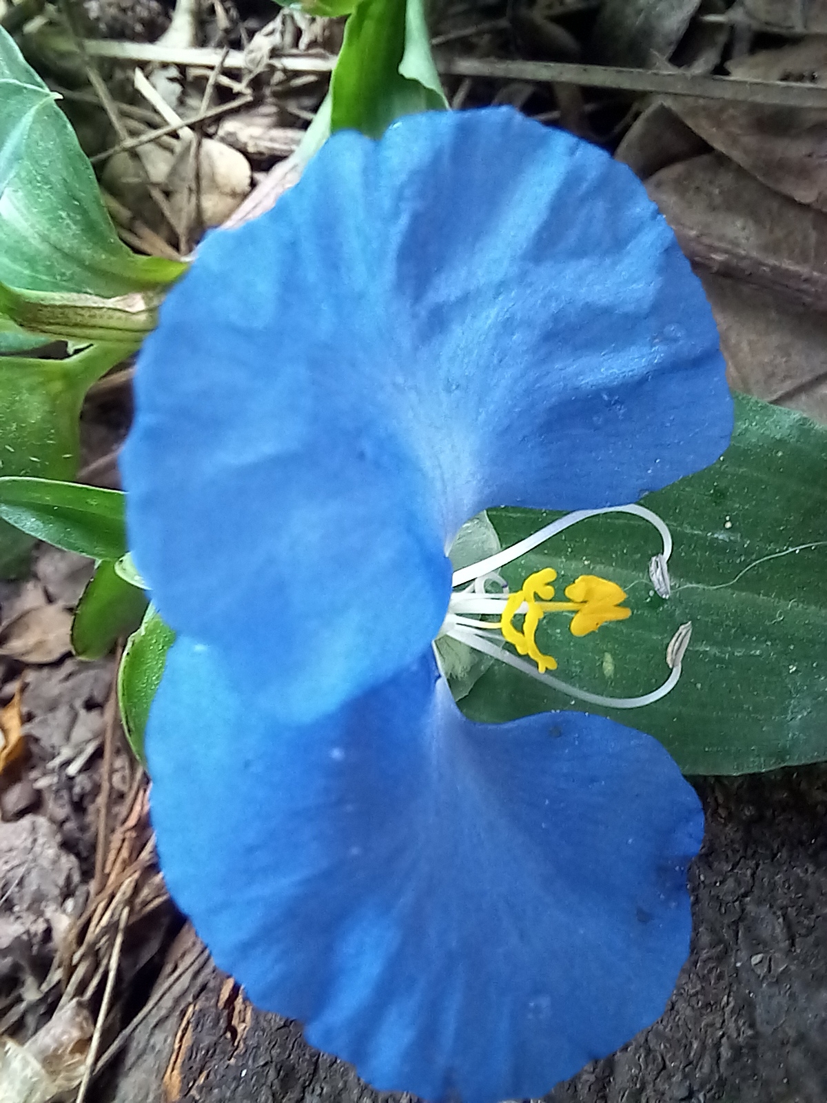 Photo of whitemouth dayflower (6/12)