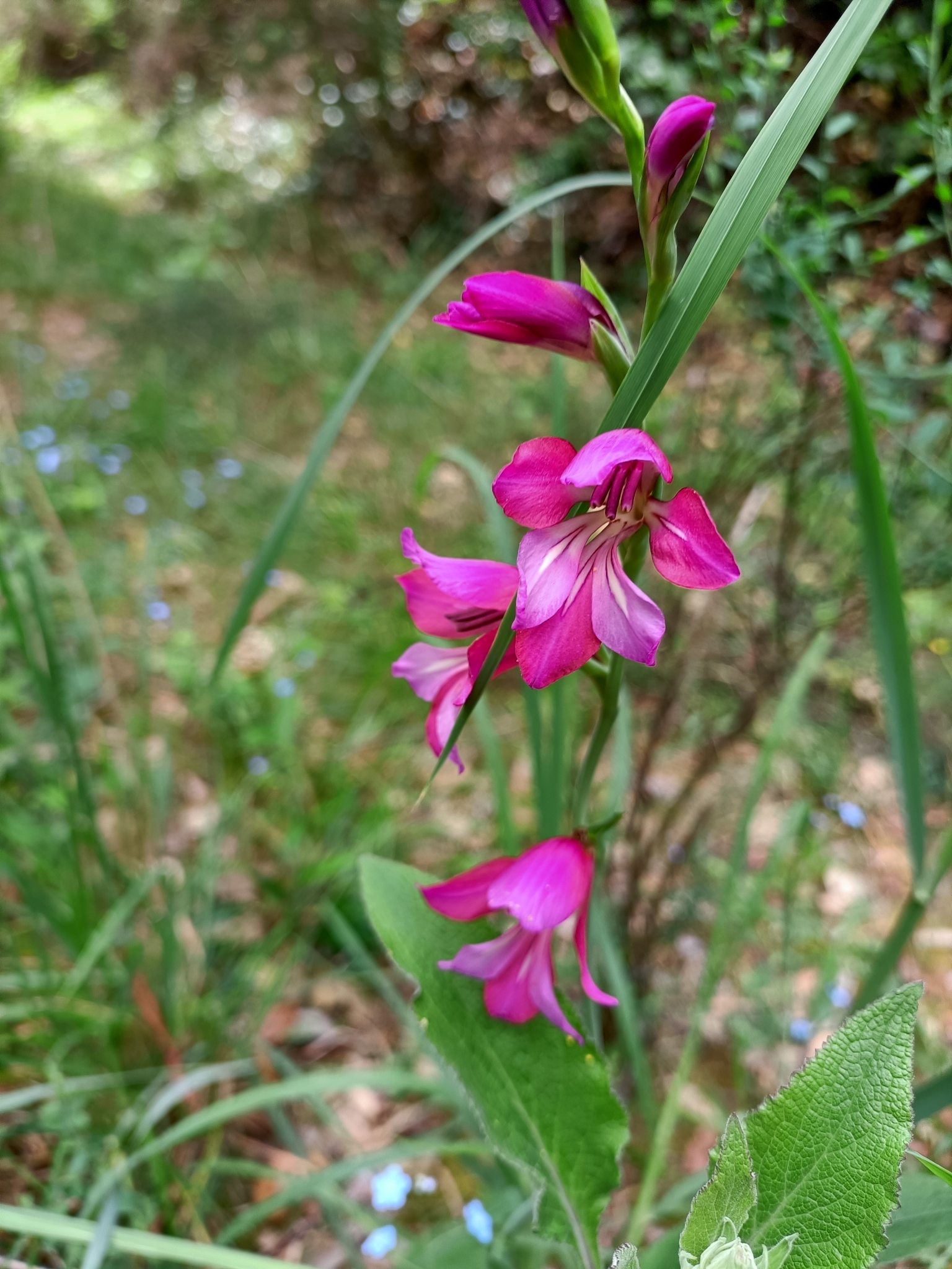 Photo of Field Gladiolus (11/12)