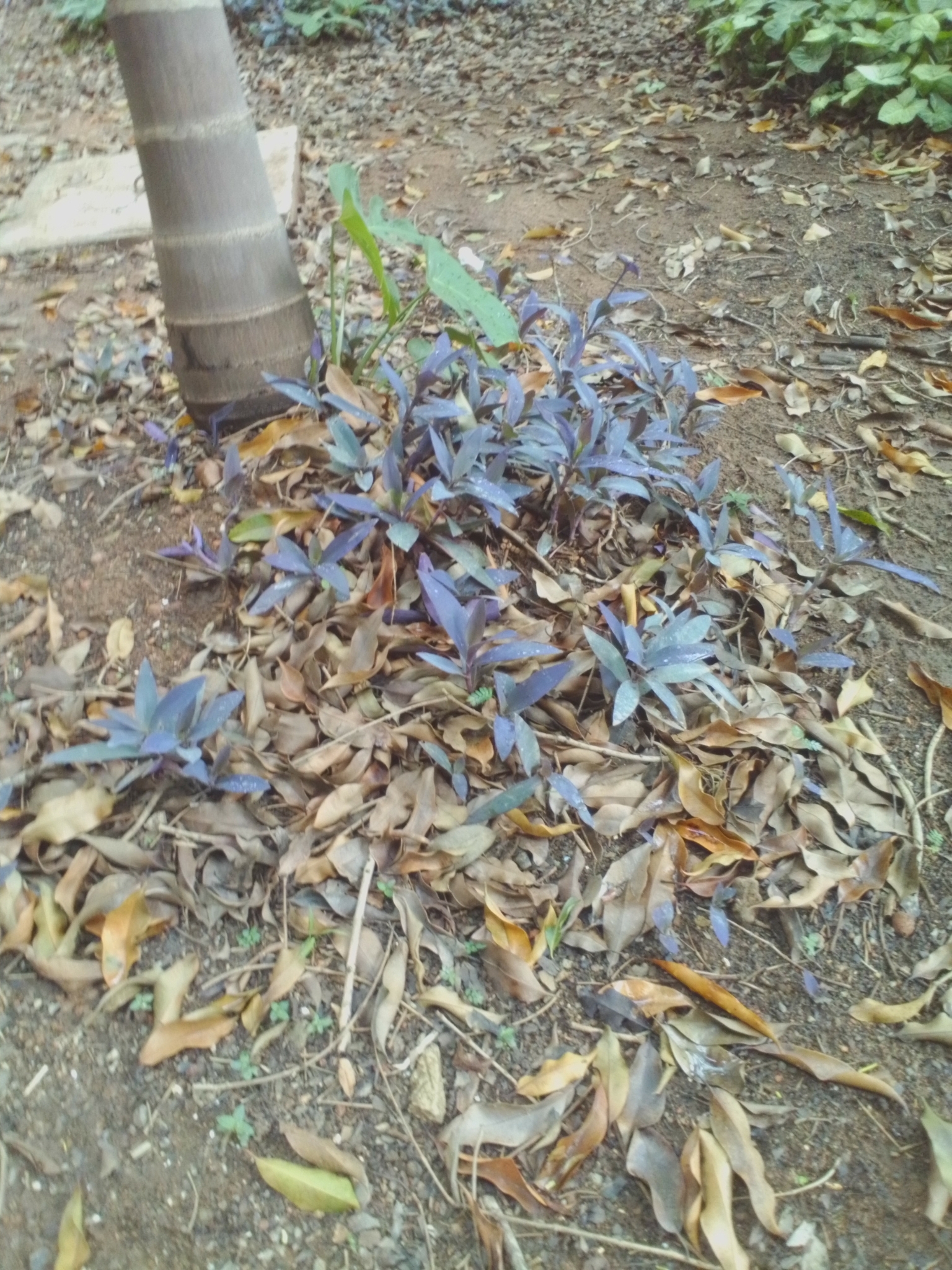 Photo of Purple Heart (5/12)
