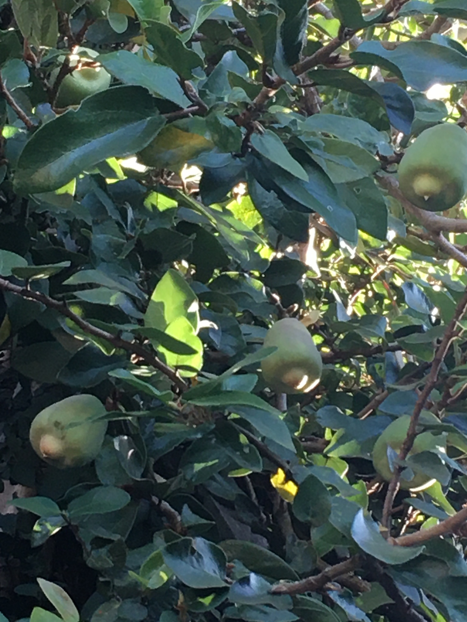 Photo of Climbing fig (2/6)