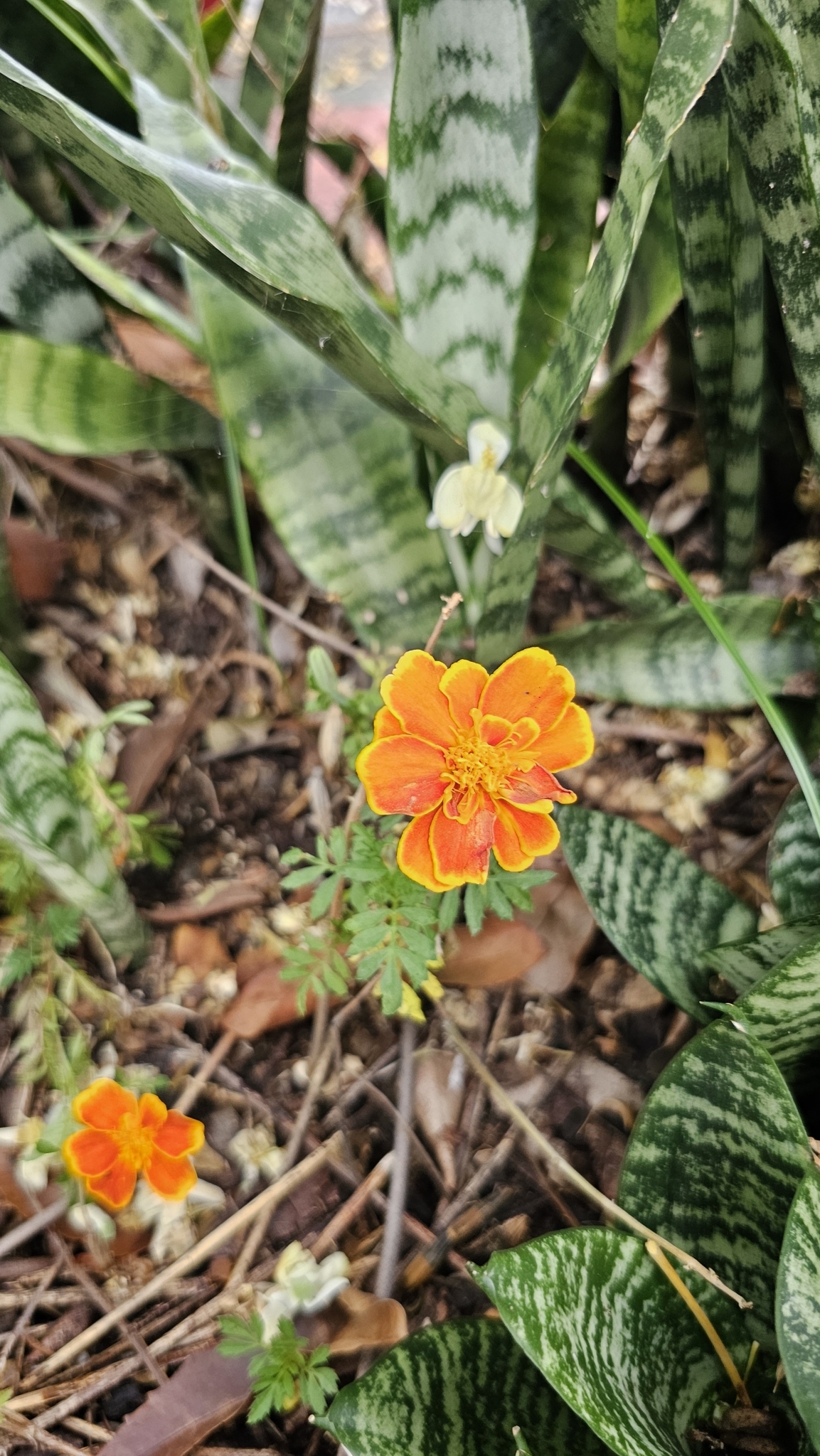 Photo of French marigold (6/8)