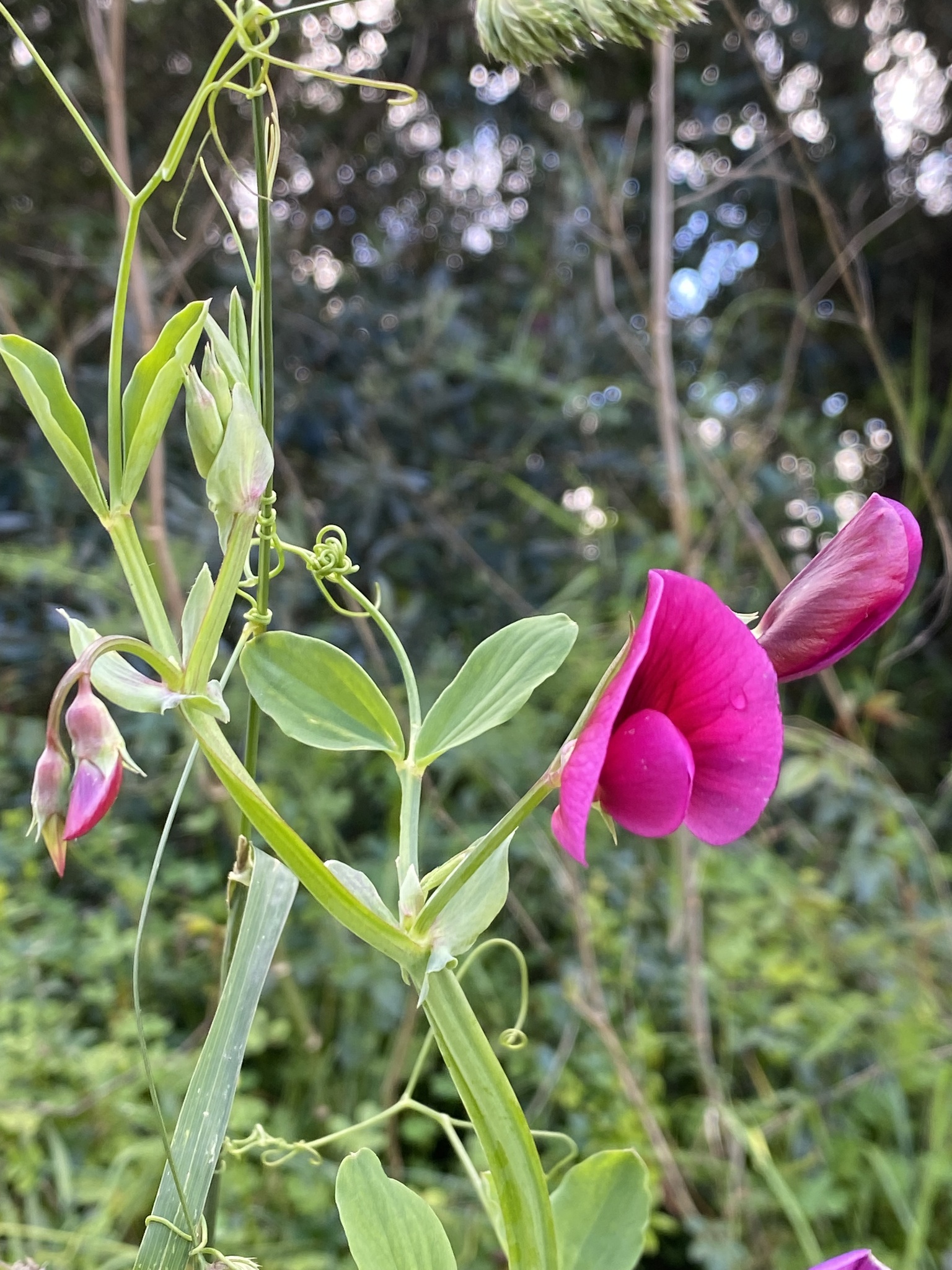 Photo of Tangier Pea (8/12)