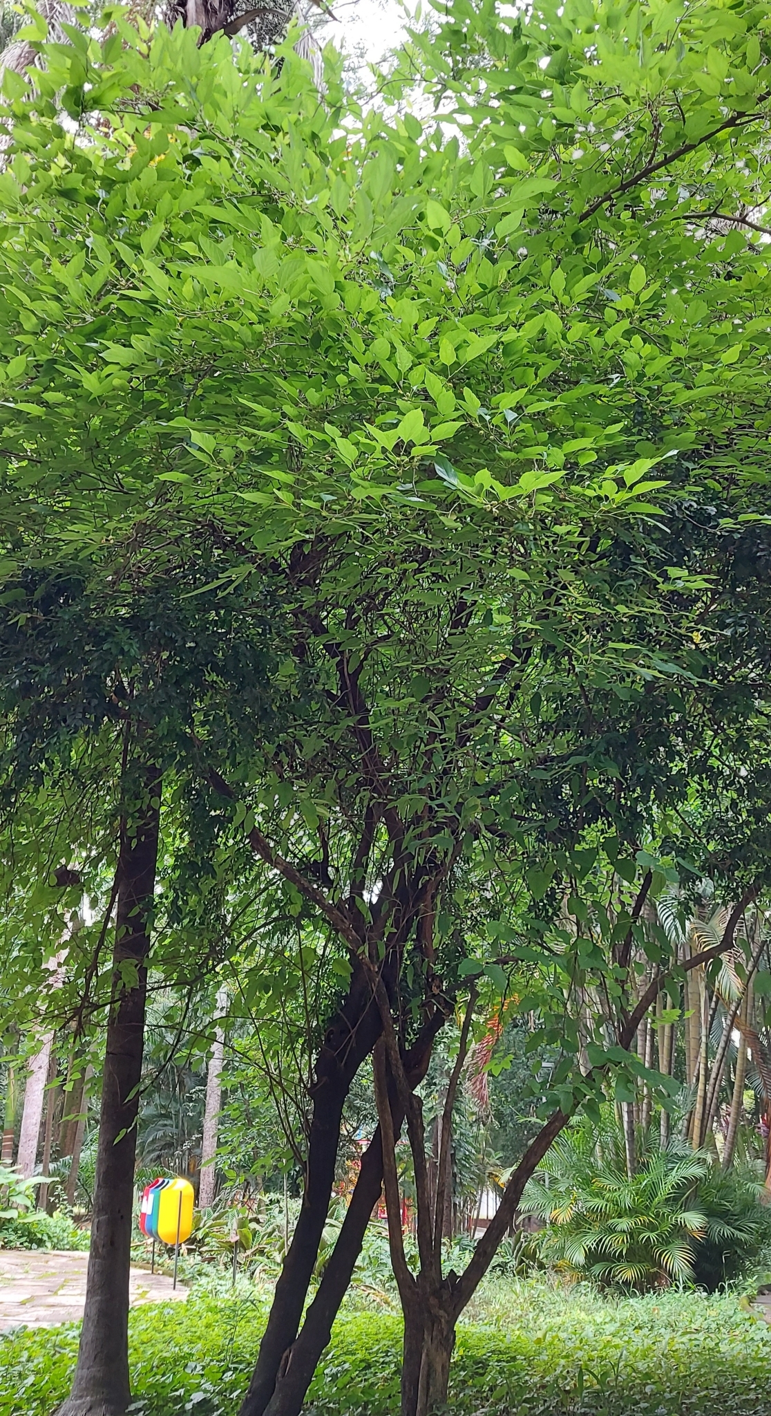 Photo of white mulberry (4/6)