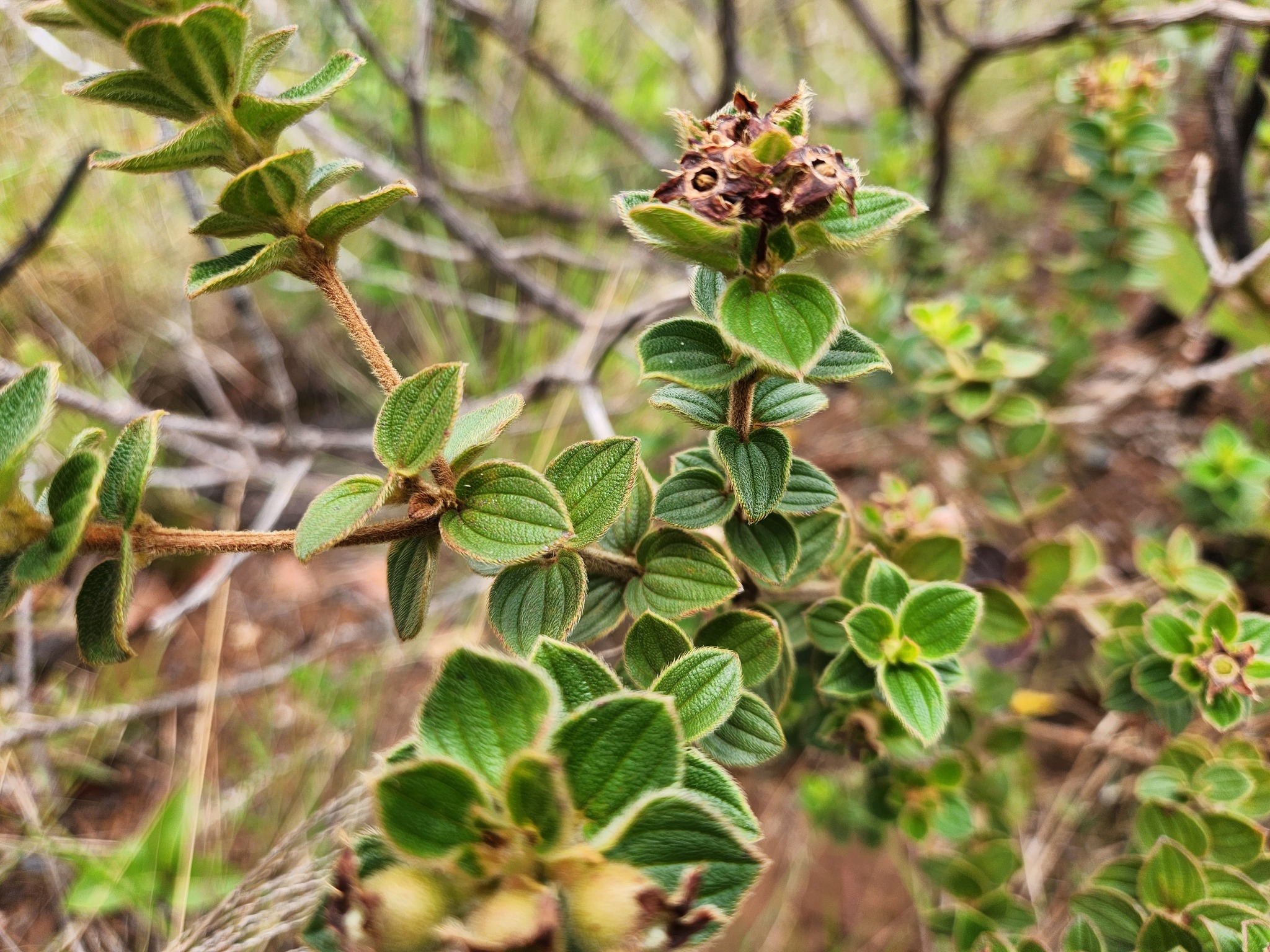 Photo of Pleroma (4/7)